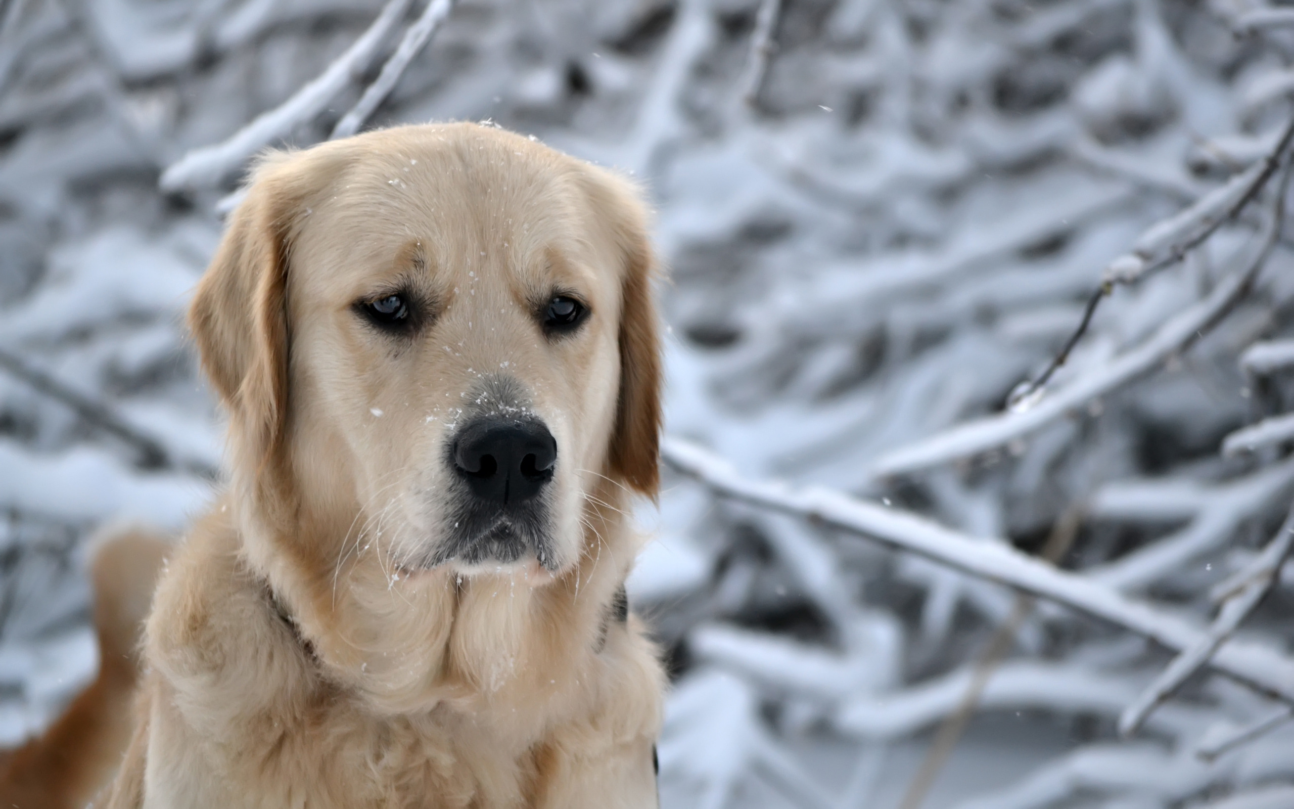 Baixe gratuitamente a imagem Cães, Cão, Animais na área de trabalho do seu PC