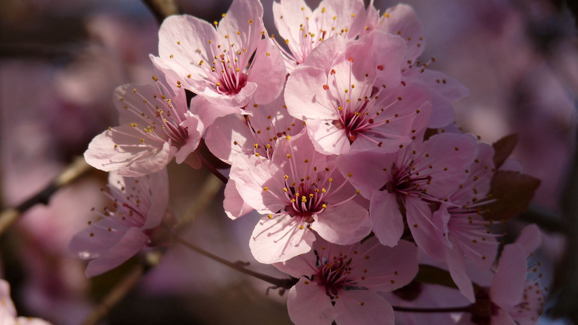 Free download wallpaper Spring, Macro, Flowers, Plant, Bloom, Flowering on your PC desktop