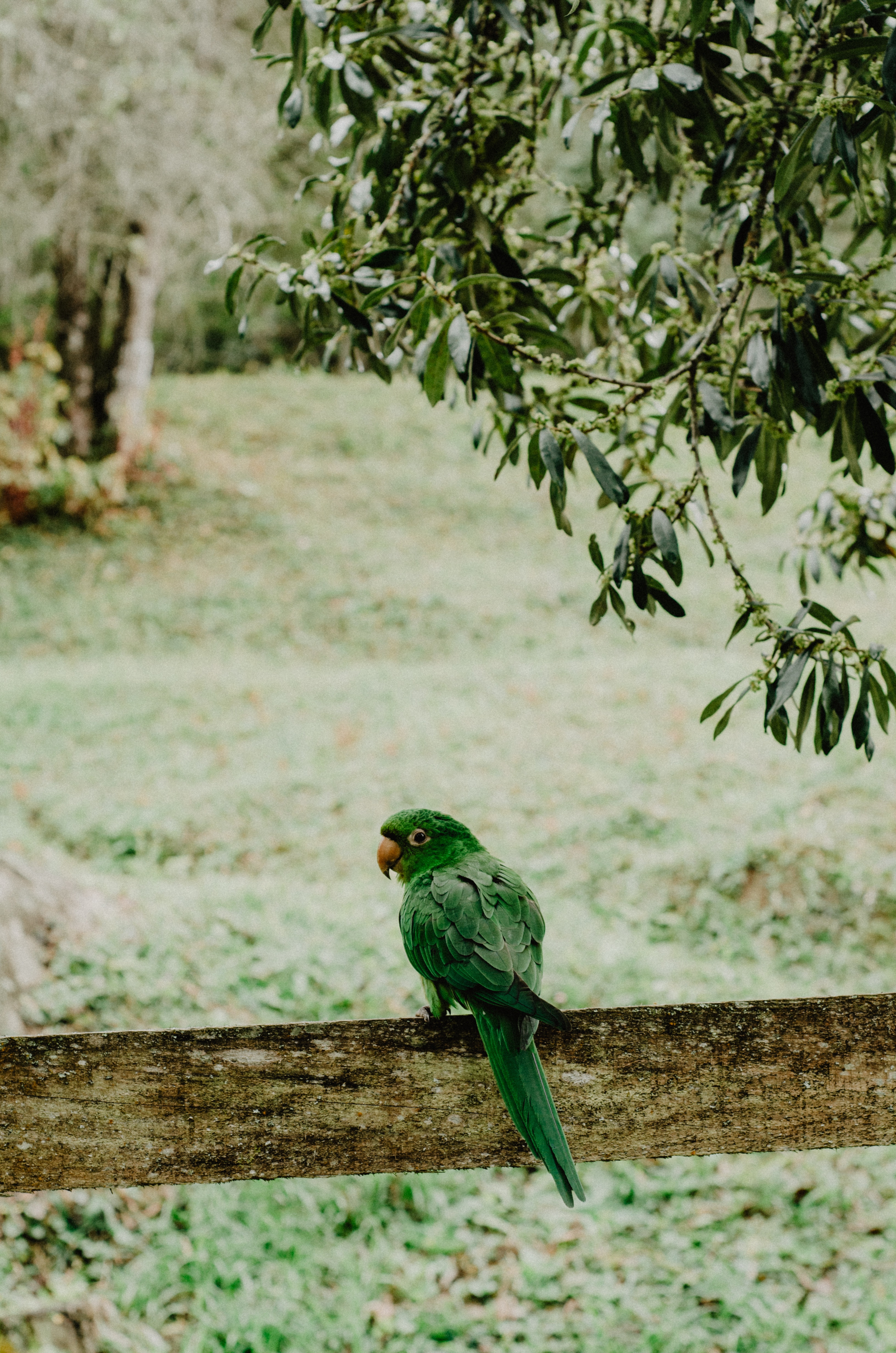 Free download wallpaper Blur, Smooth, Branches, Animals, Bird, Parrots on your PC desktop