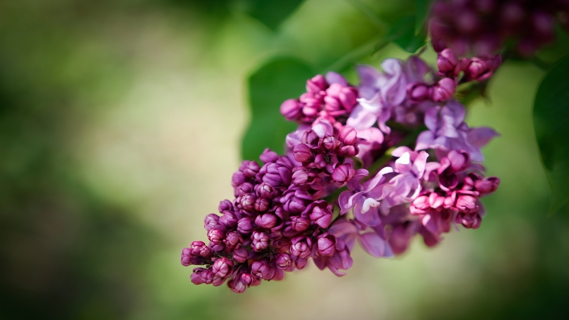 Handy-Wallpaper Blumen, Blume, Erde/natur kostenlos herunterladen.