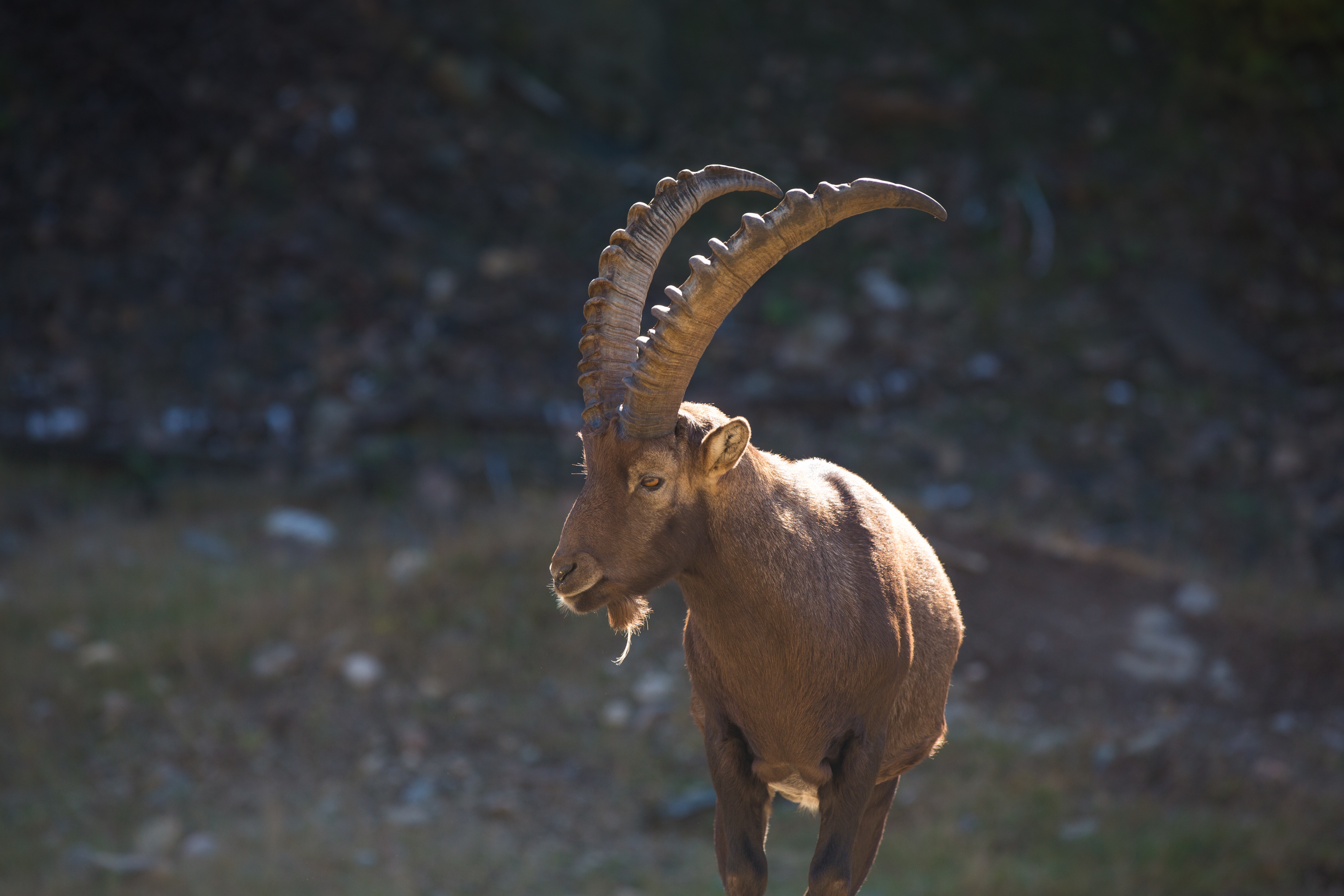 animals, alps, horns, mountain goat