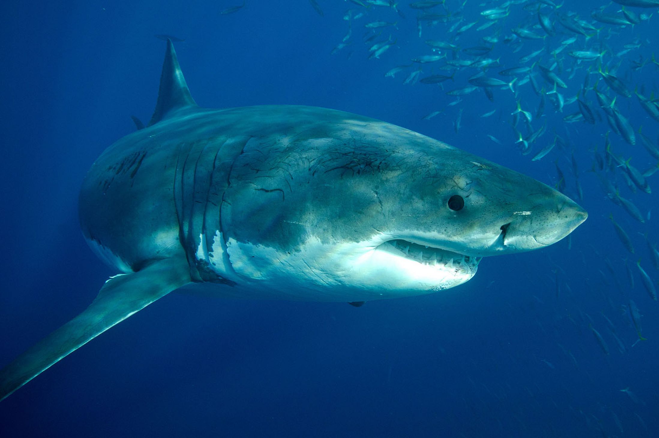 340094 завантажити картинку тварина, велика біла акула, акули - шпалери і заставки безкоштовно