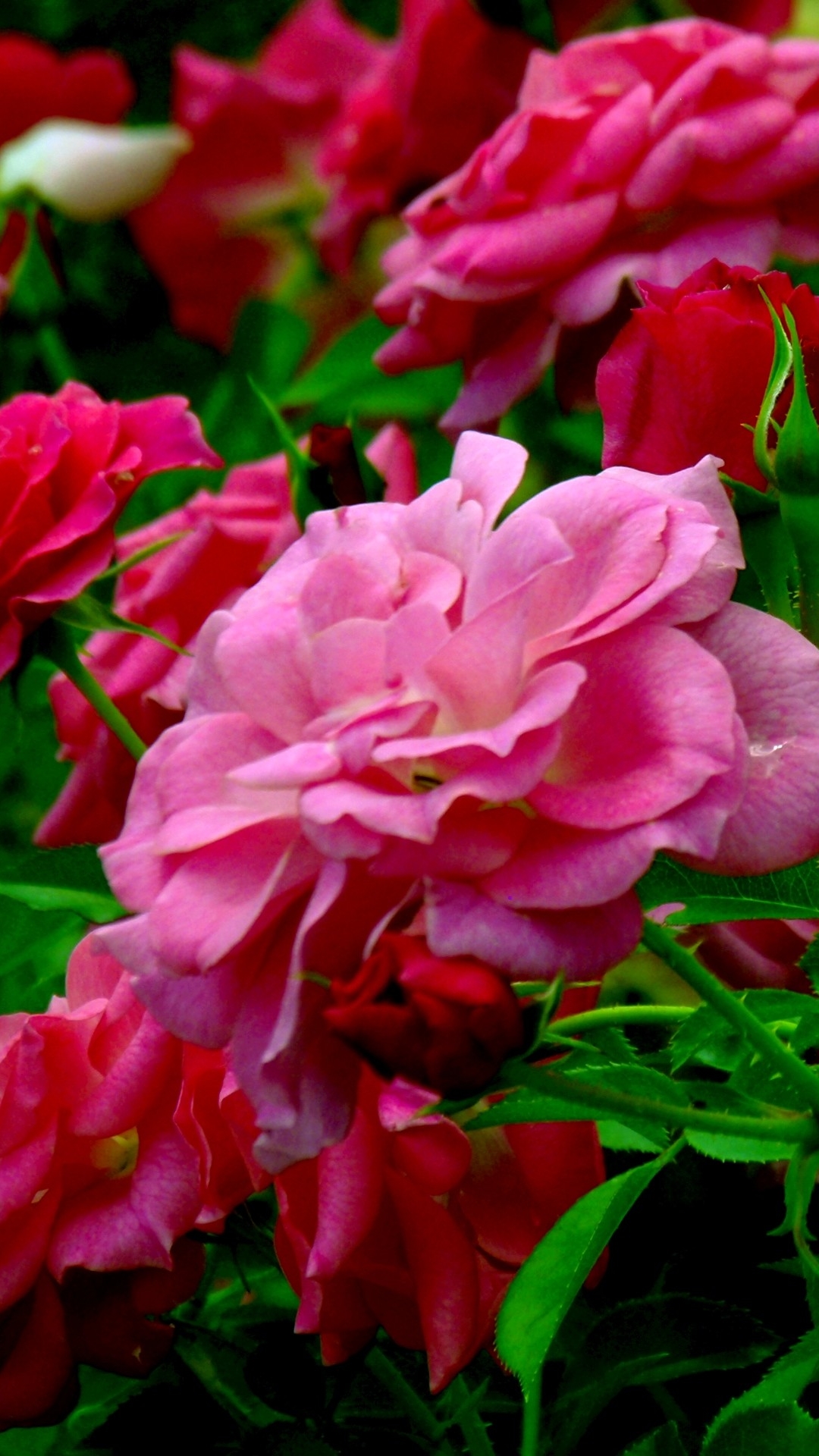 Download mobile wallpaper Flowers, Flower, Rose, Earth, Stem, Pink Flower, Rose Bush for free.