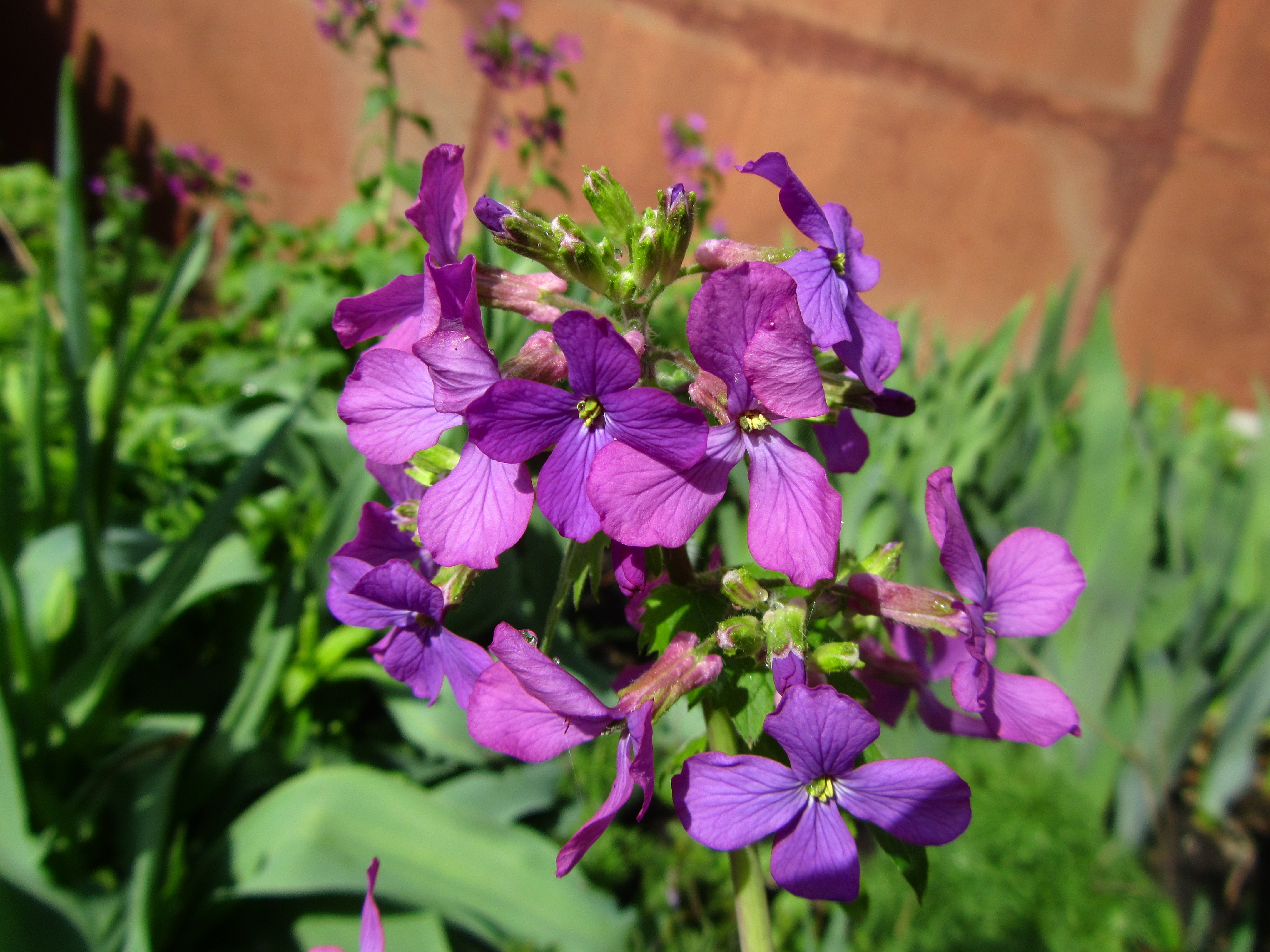 Téléchargez gratuitement l'image Fleur, Terre/nature sur le bureau de votre PC