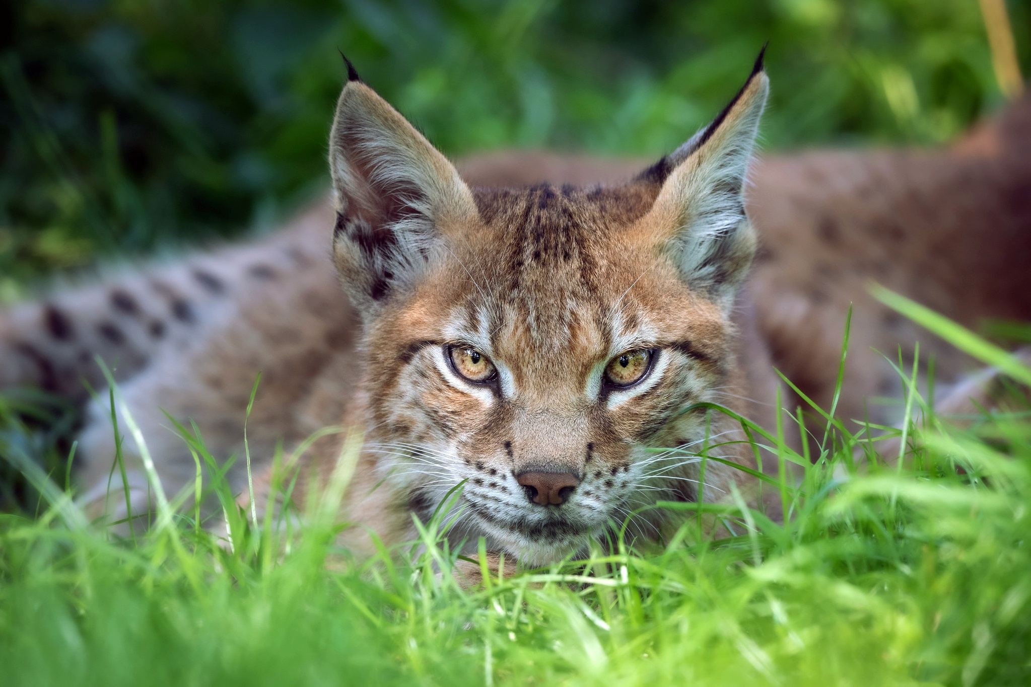 無料モバイル壁紙動物, 猫, リンクス, 見詰めるをダウンロードします。