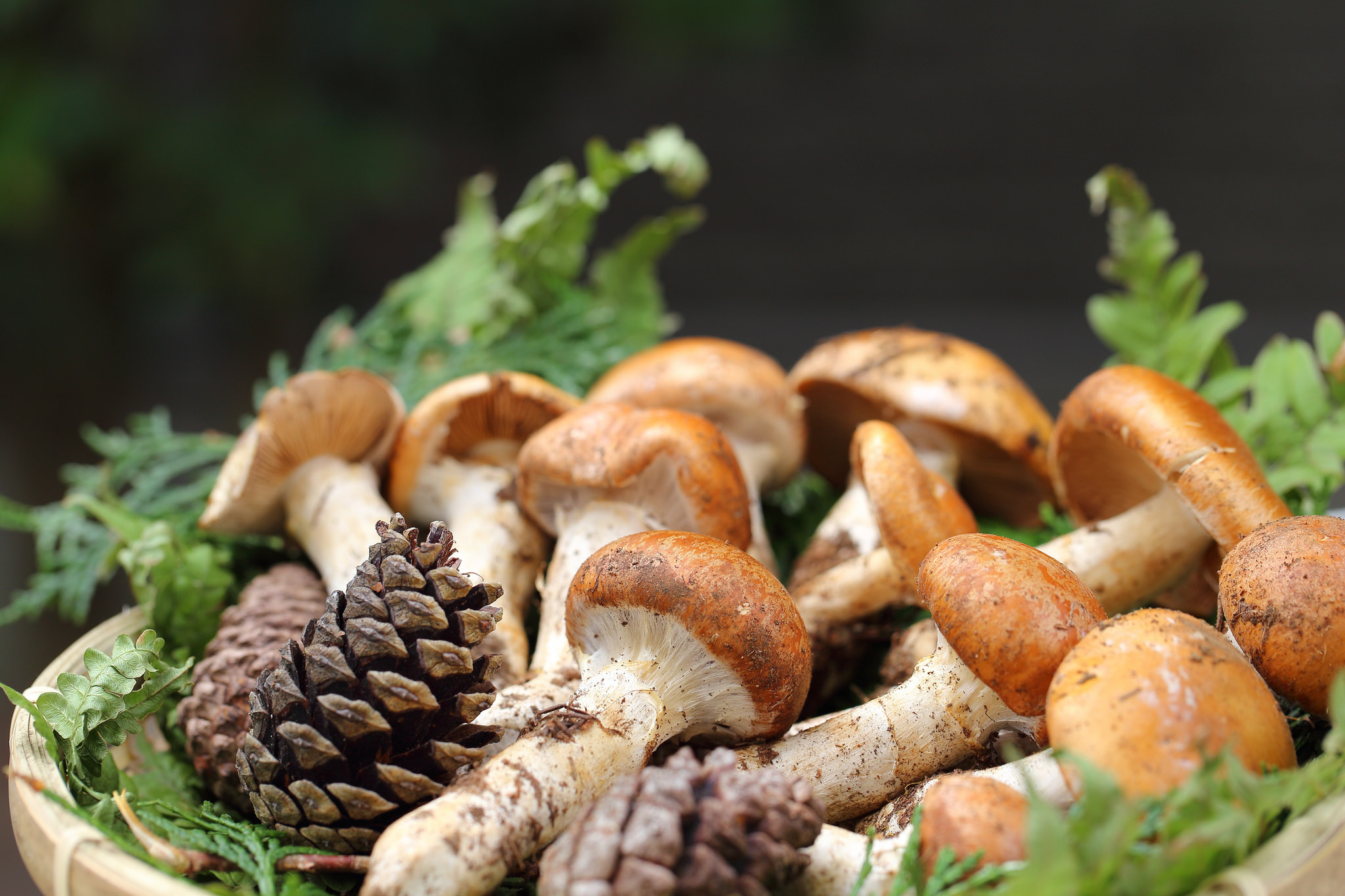 Téléchargez gratuitement l'image Champignon, Terre/nature sur le bureau de votre PC