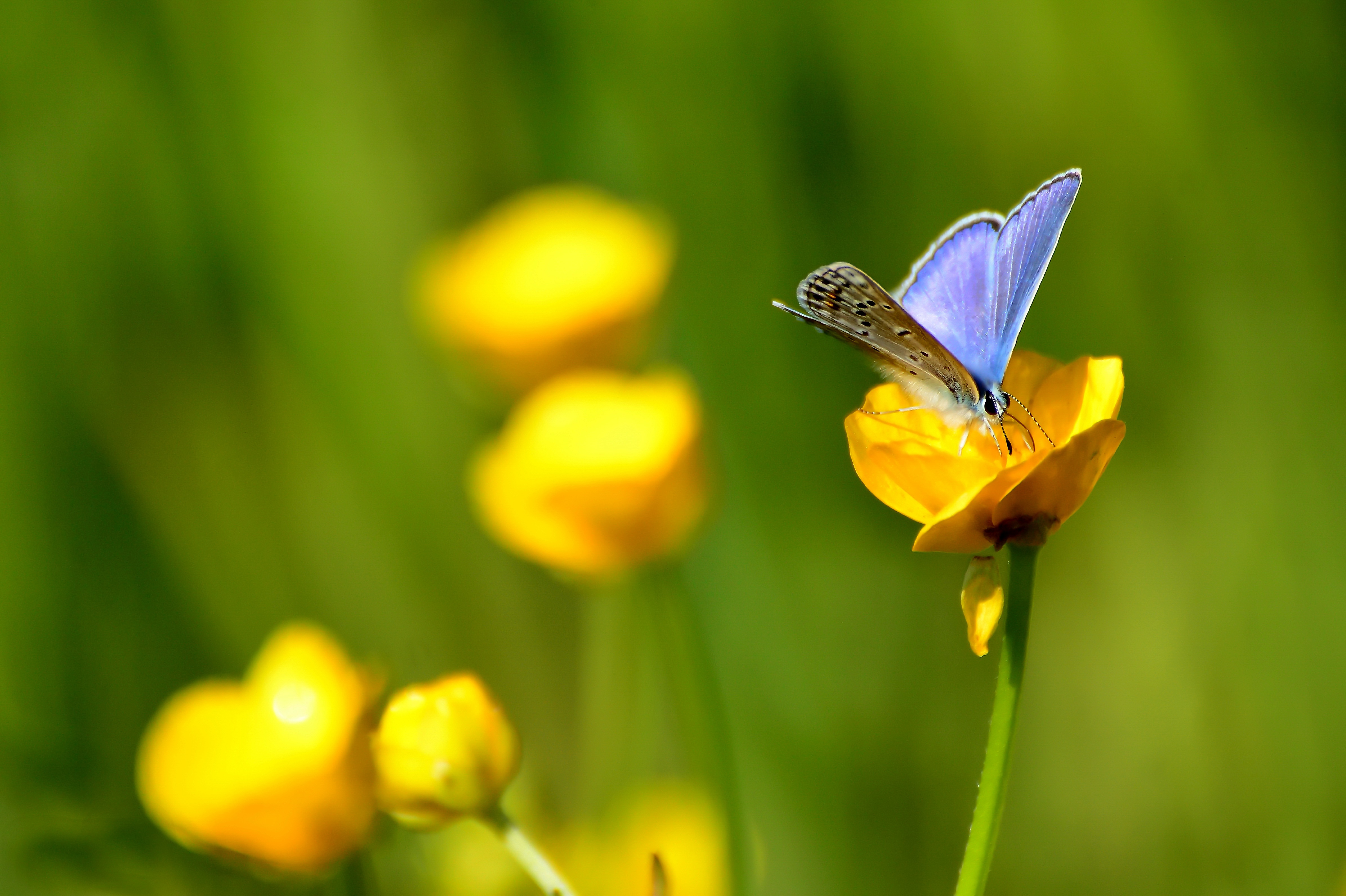 Free download wallpaper Flower, Insect, Butterfly, Animal, Yellow Flower on your PC desktop