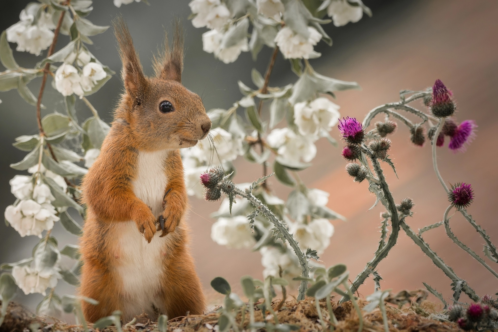 Download mobile wallpaper Squirrel, Animal, Rodent for free.