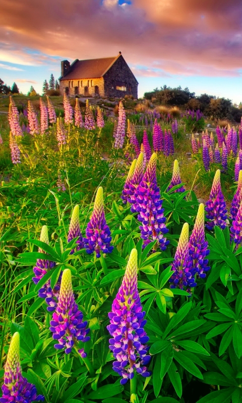 Download mobile wallpaper Earth, Lupine for free.