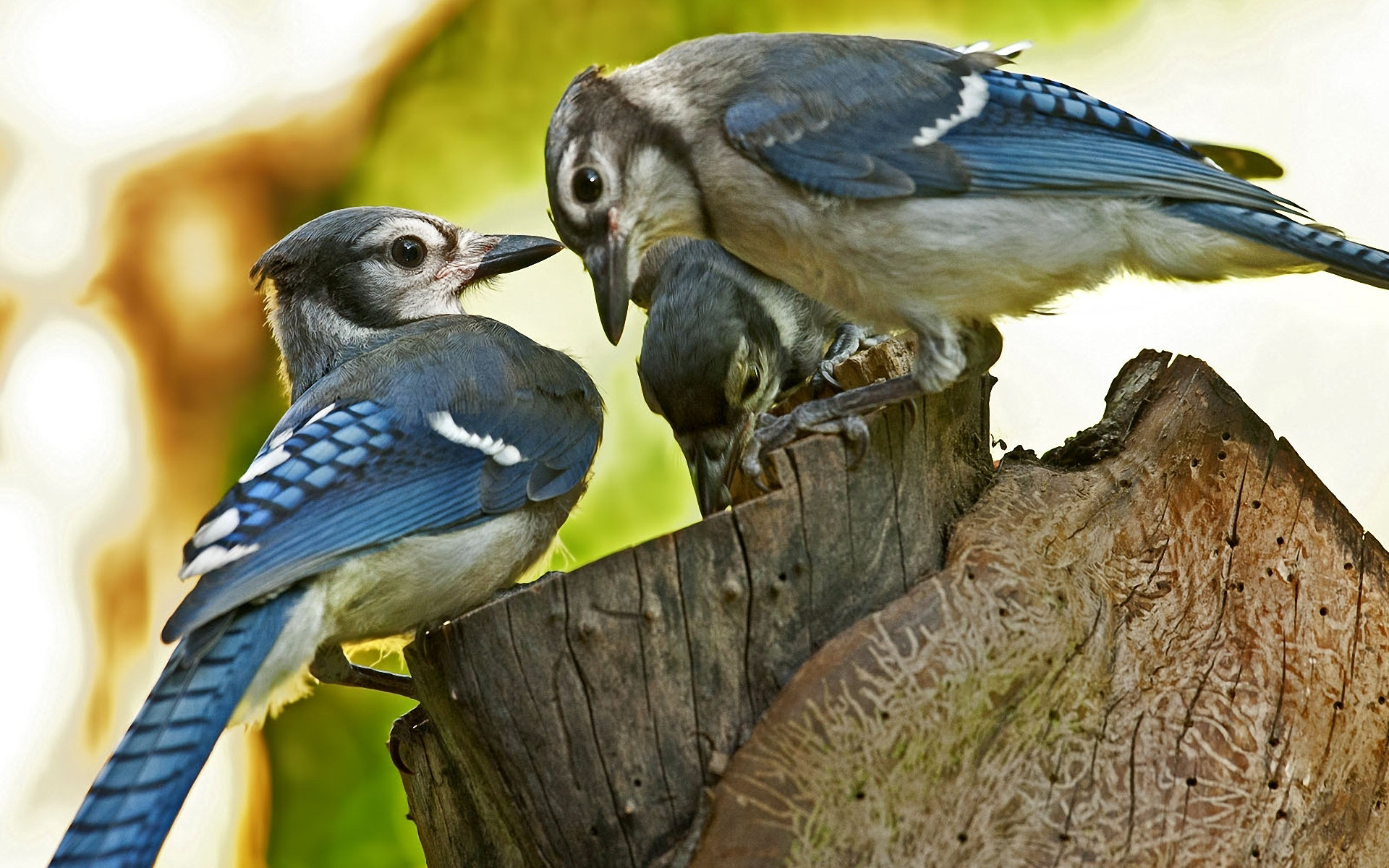 animal, blue jay, birds