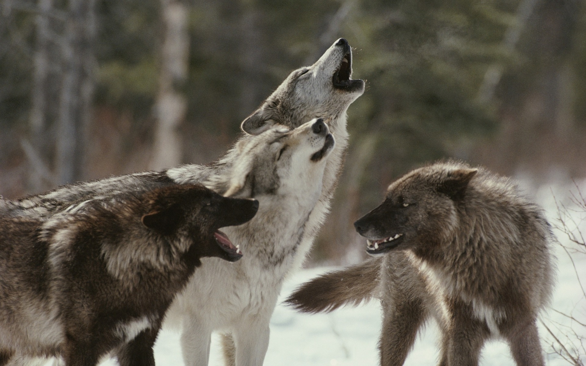 Téléchargez gratuitement l'image Animaux, Loup sur le bureau de votre PC