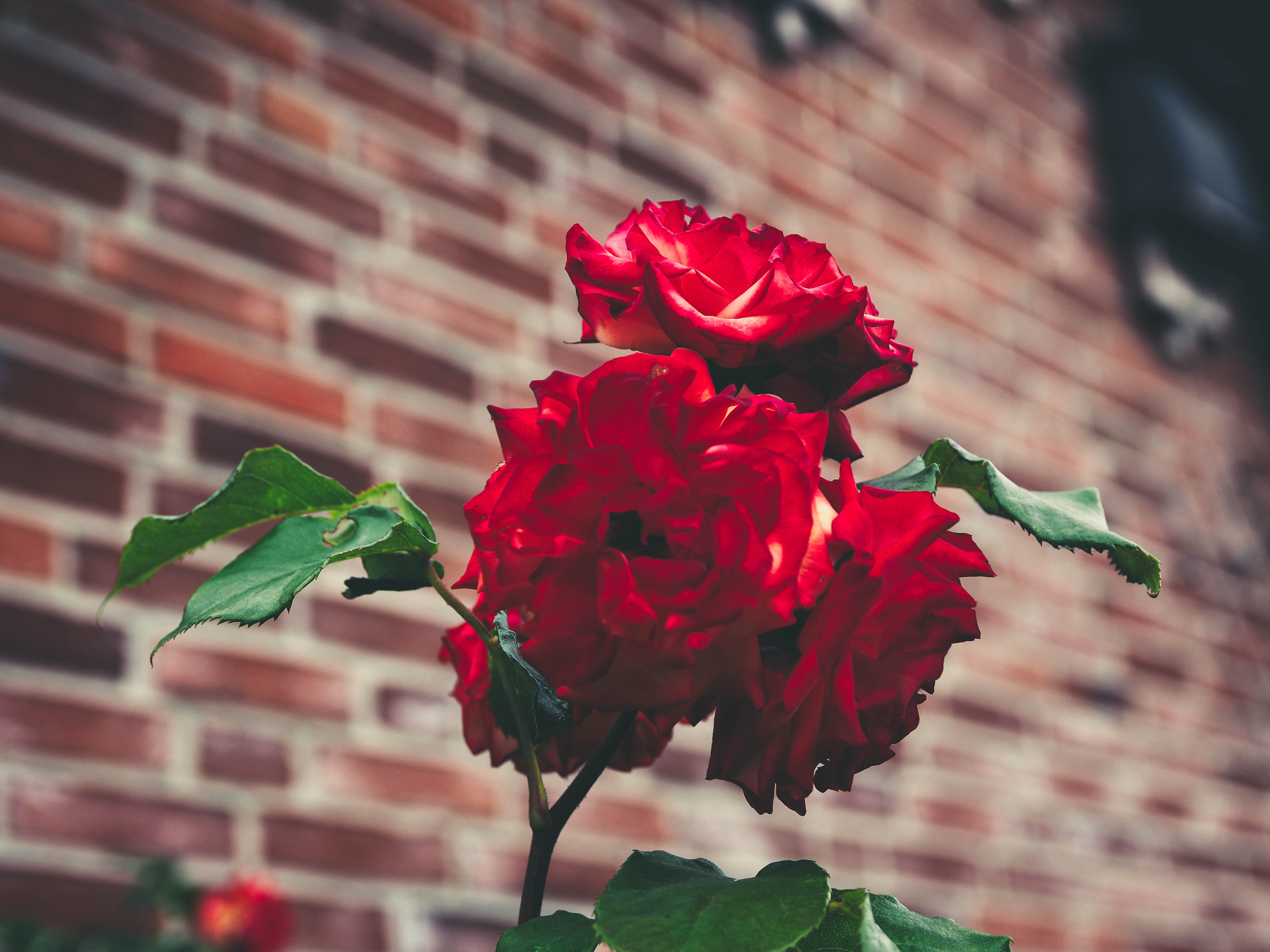 smooth, roses, blur, flowers, bush, red, petals, garden, buds
