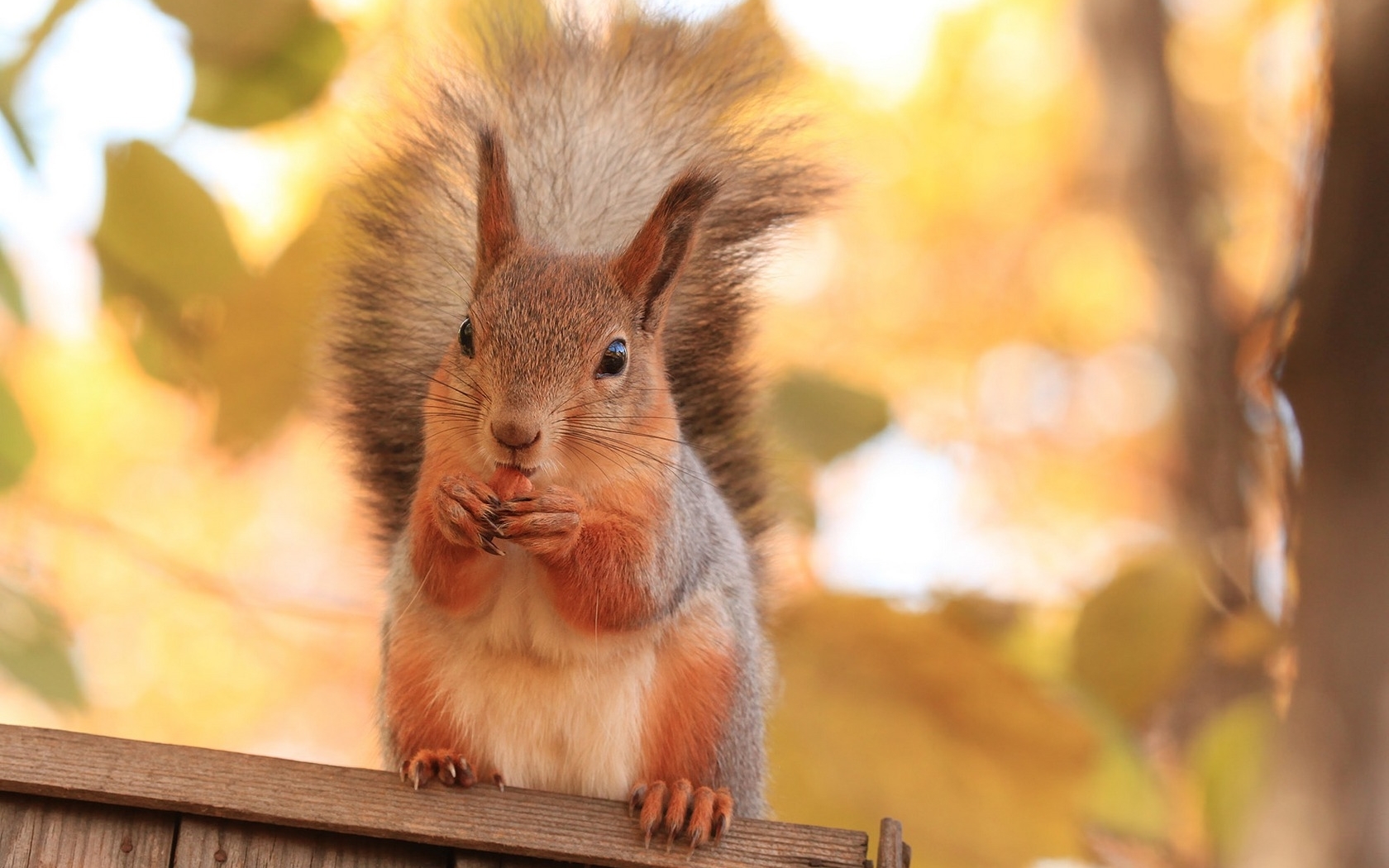 44578 télécharger l'image animaux, ecureuils, orange - fonds d'écran et économiseurs d'écran gratuits