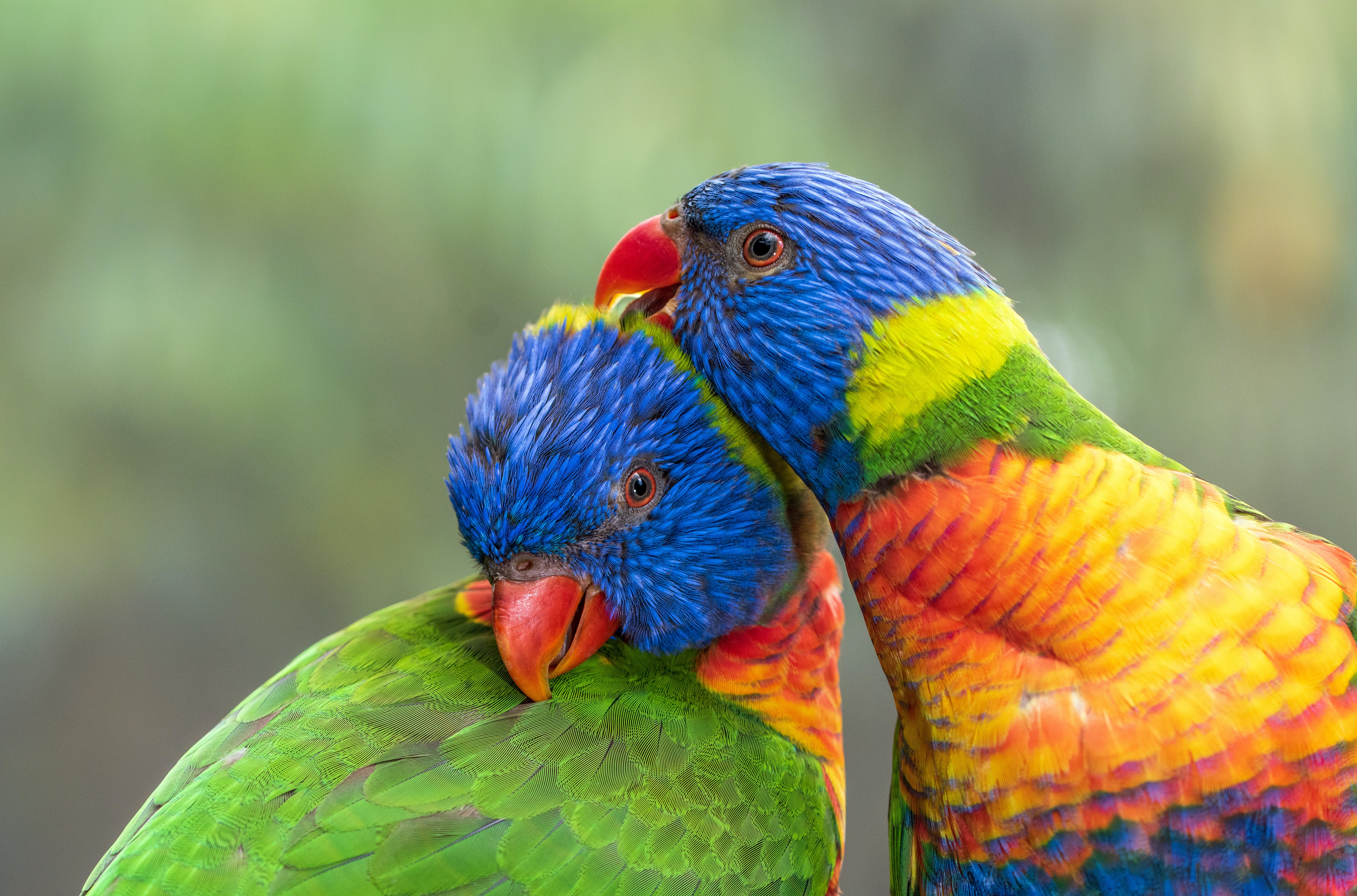 85031 скачать картинку птицы, попугаи, животные, многоцветный лорикет, разноцветный - обои и заставки бесплатно