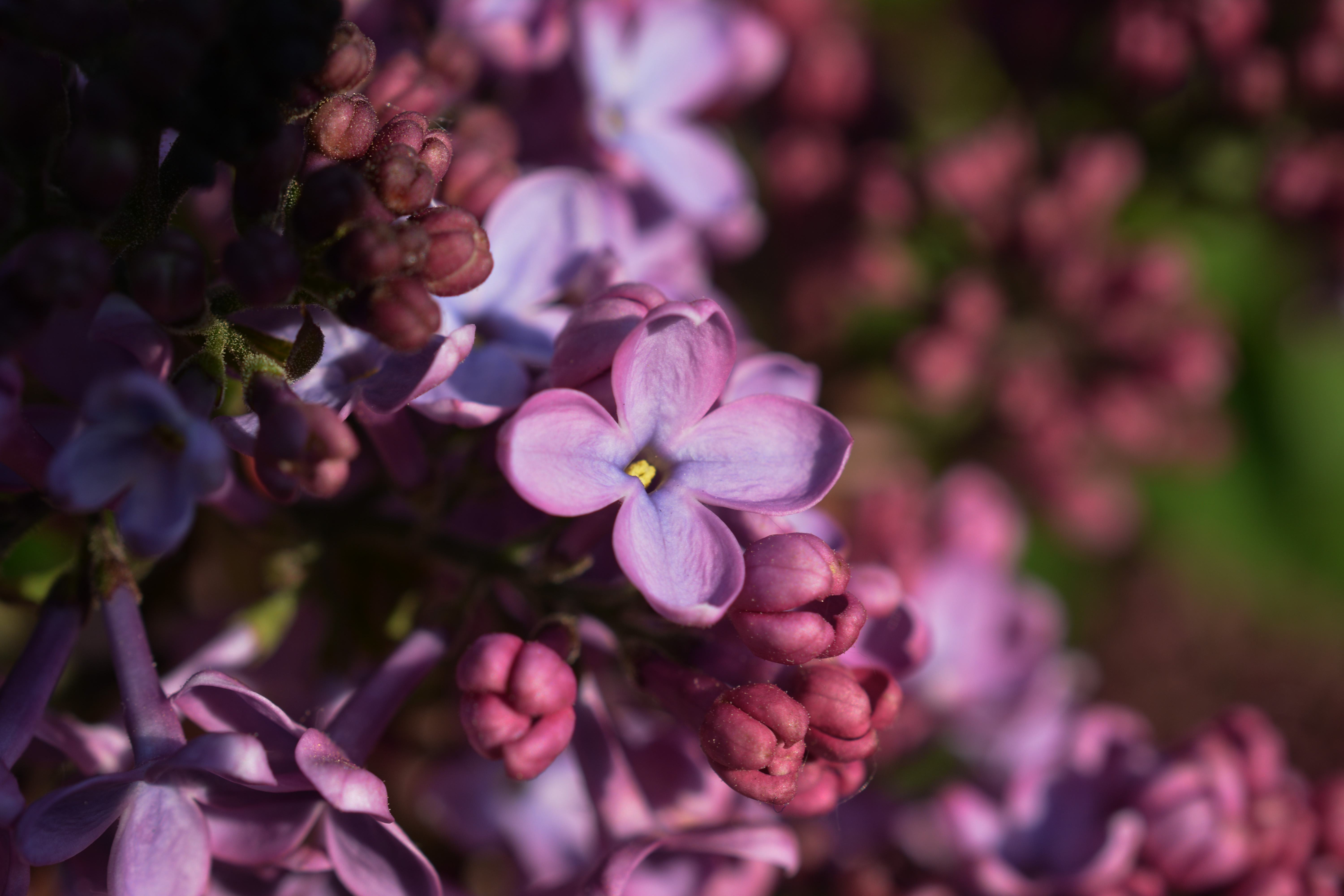 lilac, macro, spring, inflorescence
