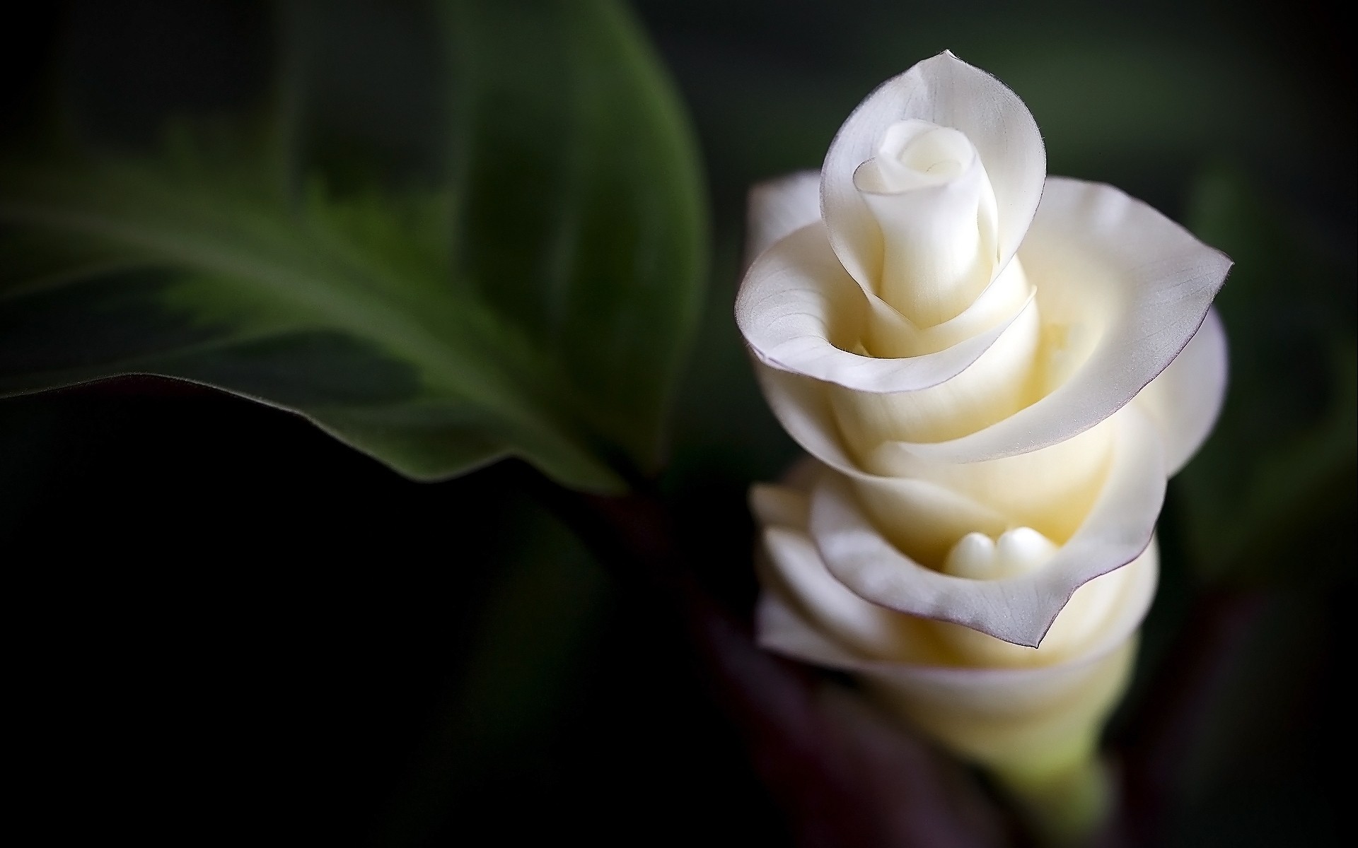 Téléchargez gratuitement l'image Fleurs, Fleur, Terre/nature sur le bureau de votre PC