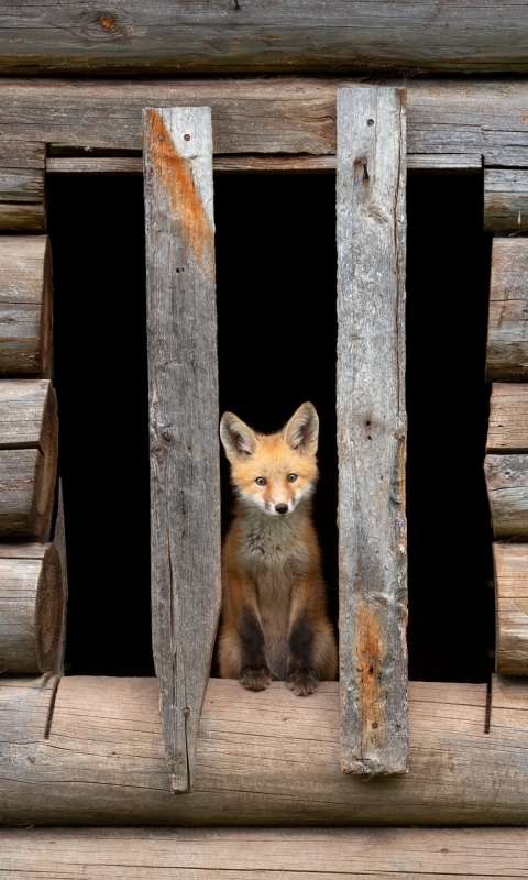 Download mobile wallpaper Fox, Animal for free.