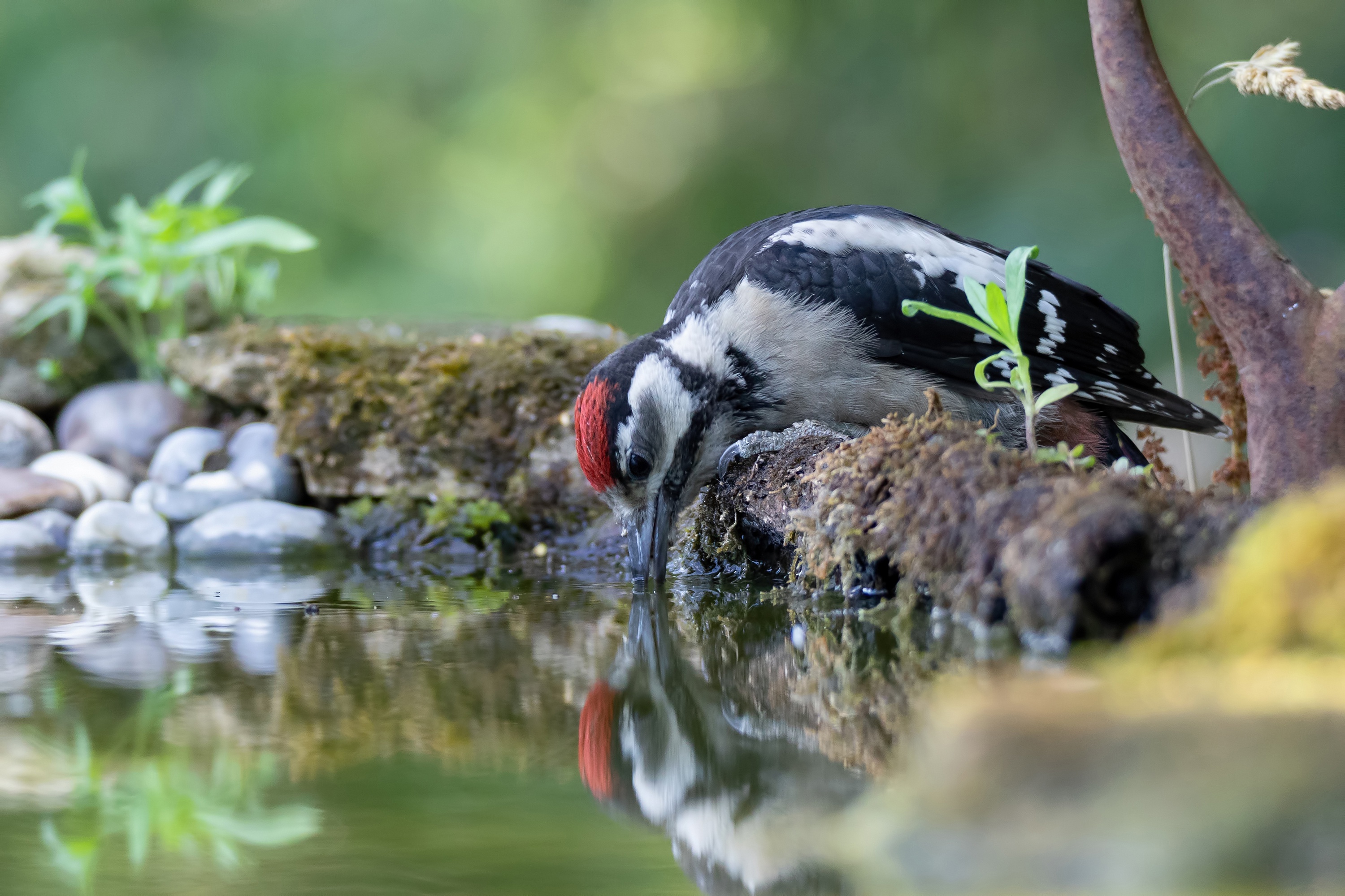 Free download wallpaper Birds, Water, Bird, Animal, Woodpecker on your PC desktop