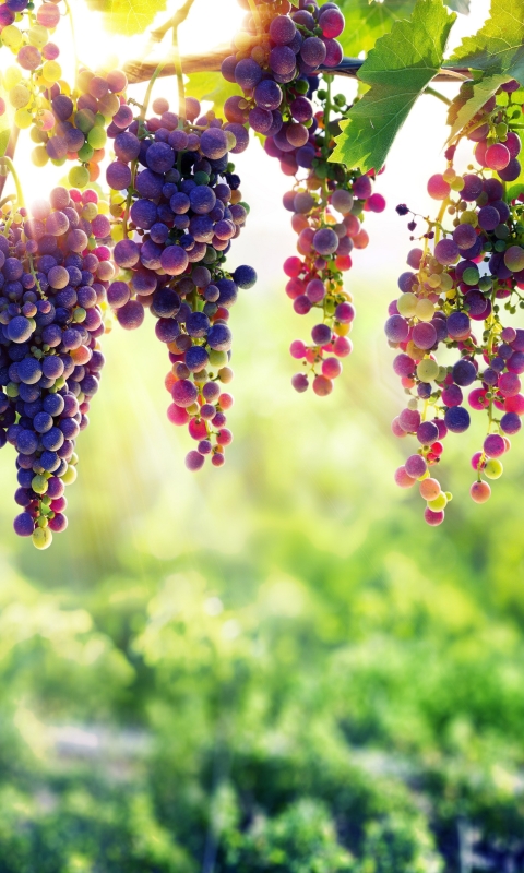 Download mobile wallpaper Fruits, Food, Grapes, Fruit for free.