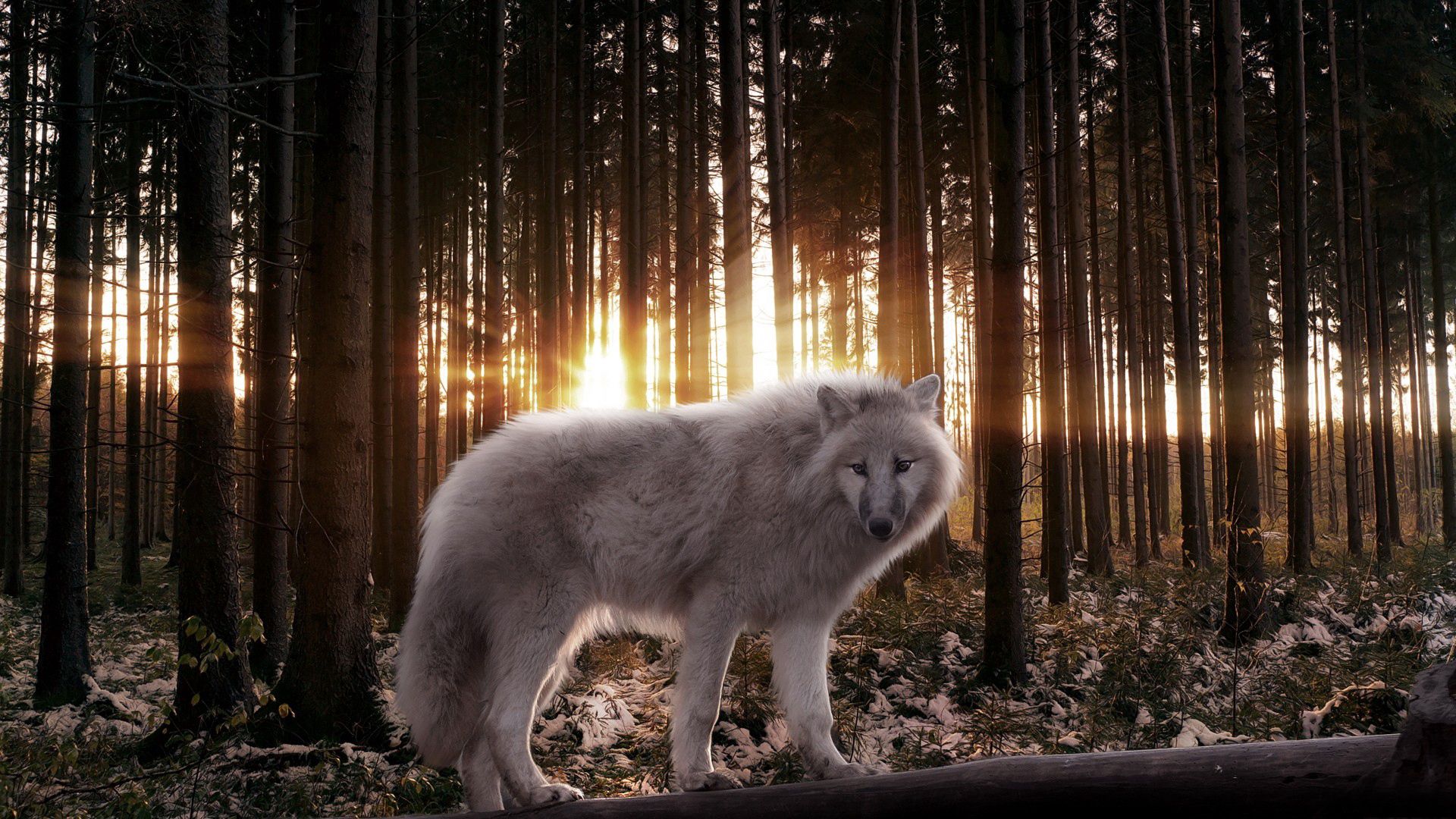 Free download wallpaper Animals, Trees, Shine, Rays, Light, Beams, Predator, Forest, Wolf on your PC desktop