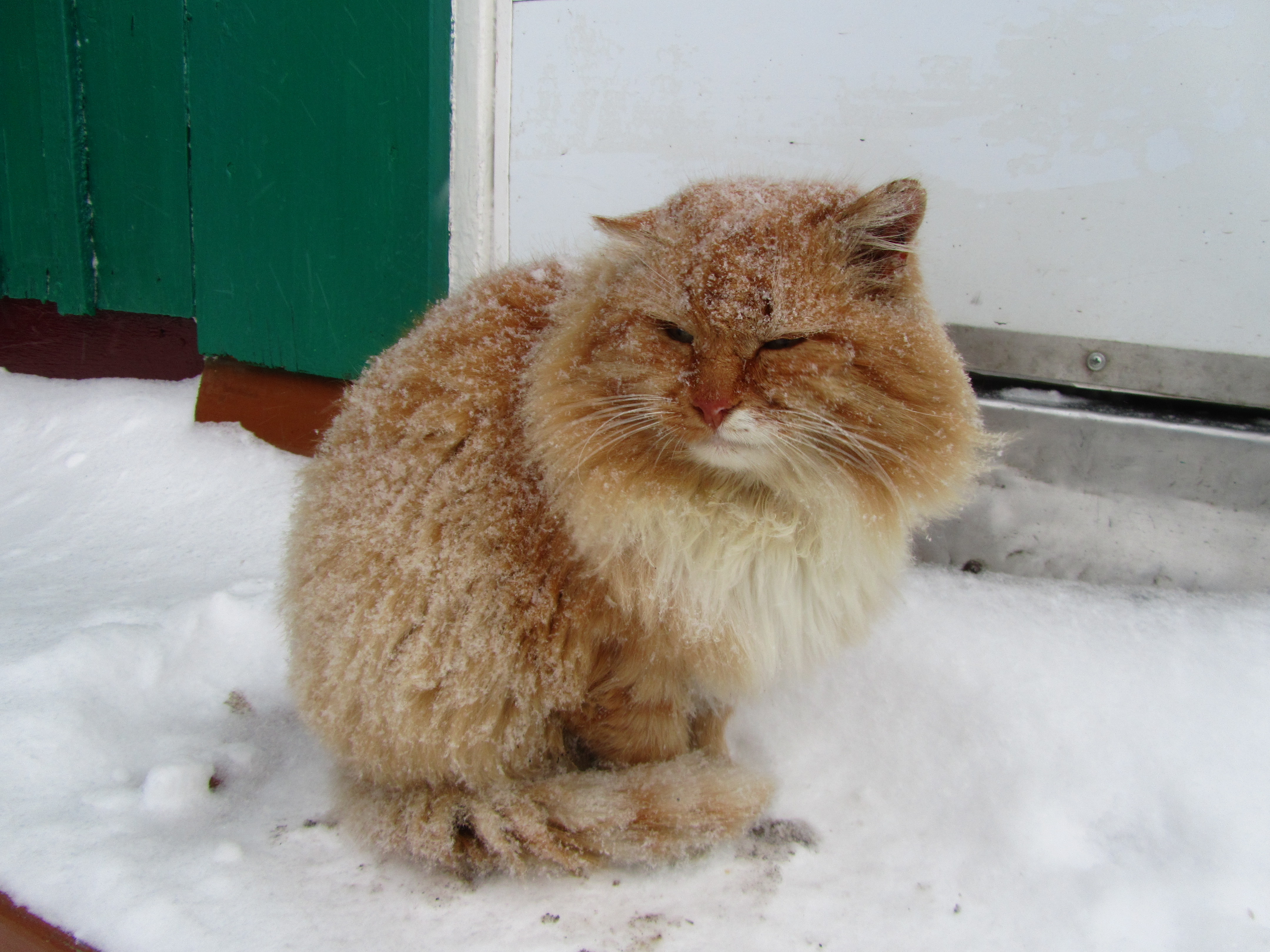 PCデスクトップにネコ, 猫, 動物画像を無料でダウンロード