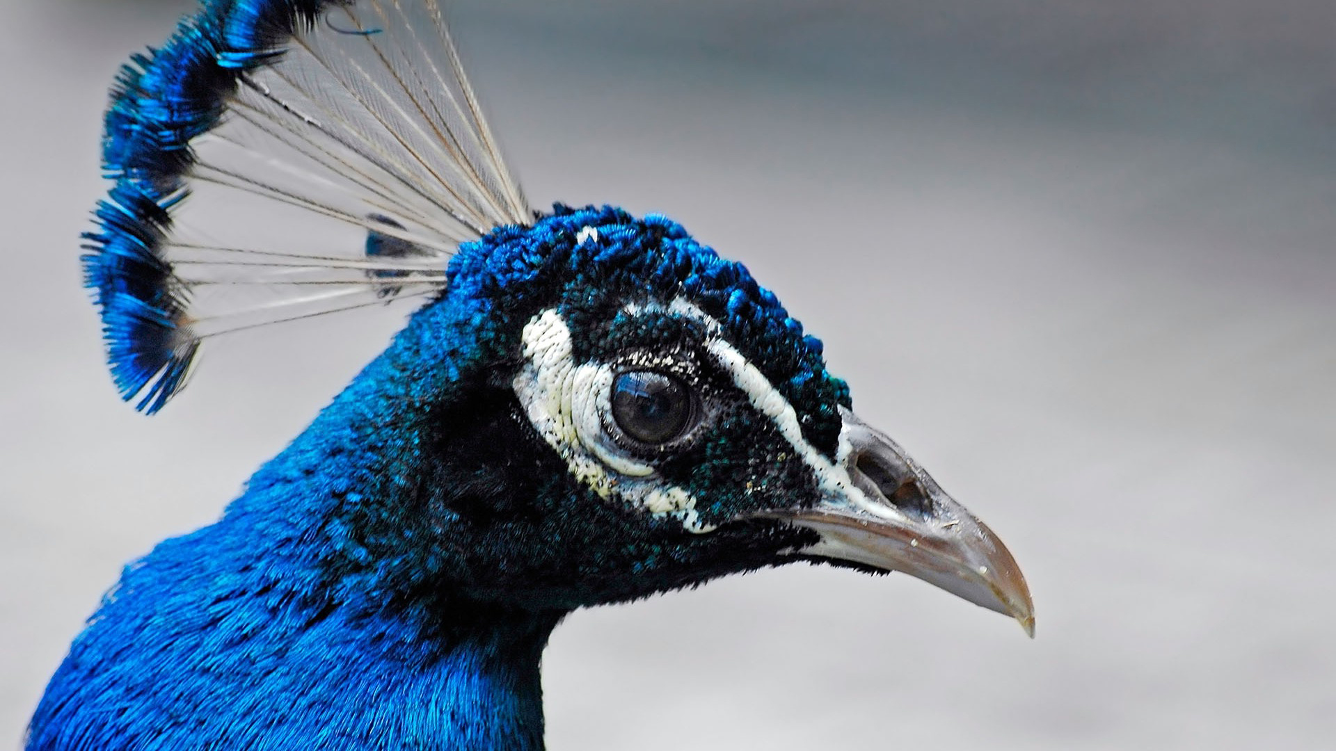 Descarga gratuita de fondo de pantalla para móvil de Pavo Real, Aves, Animales.