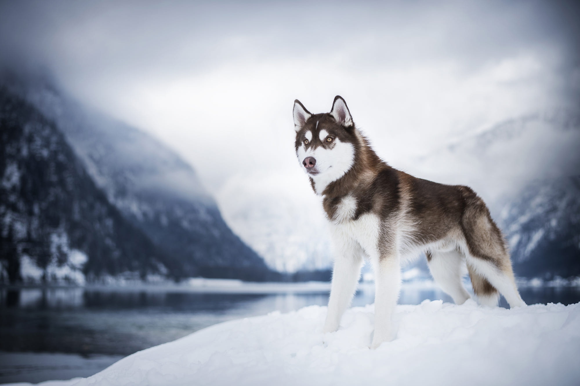 Download mobile wallpaper Winter, Dogs, Animal, Husky for free.