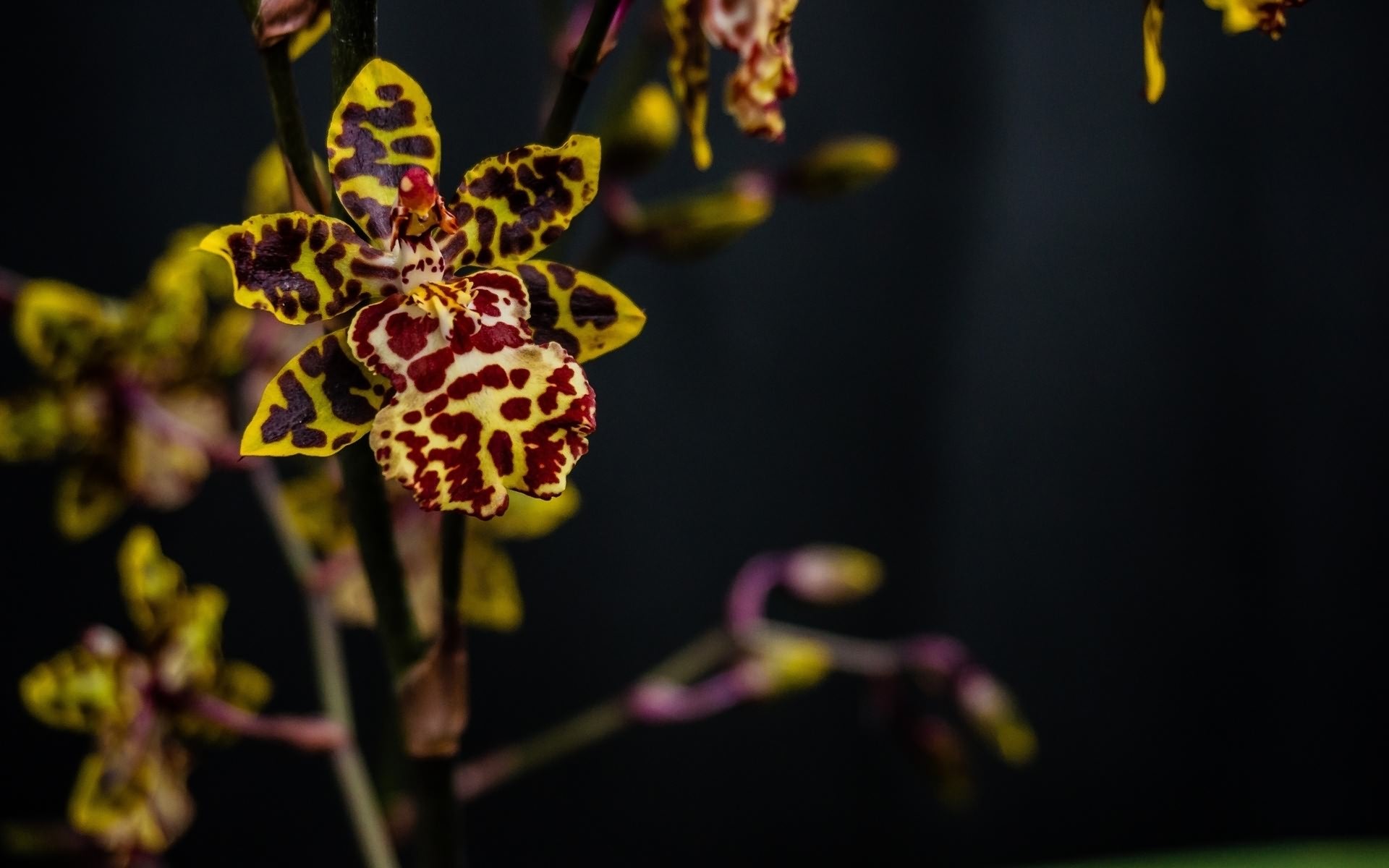 Скачать обои Леопардовая Орхидея на телефон бесплатно