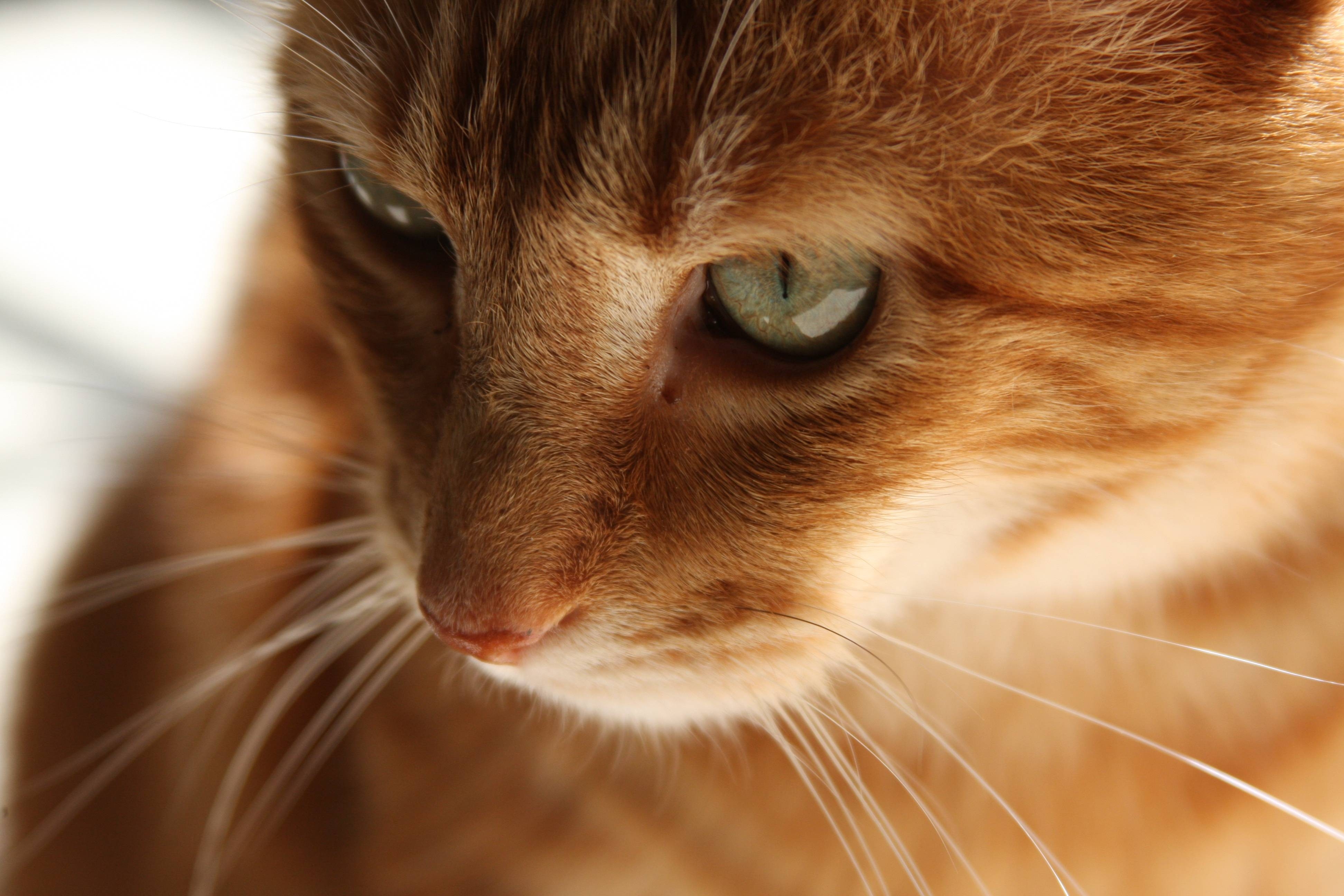 kitty, animals, red, cat, kitten, muzzle, redhead HD for desktop 1080p