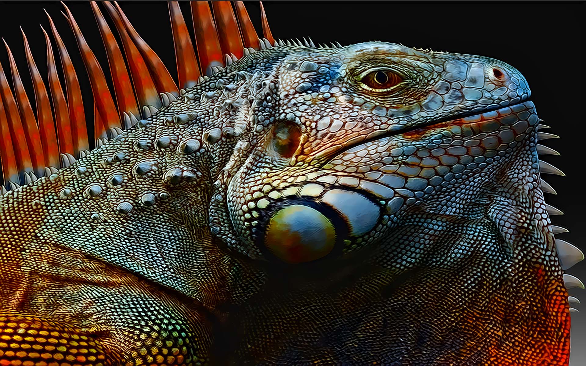 Free download wallpaper Animal, Iguana on your PC desktop