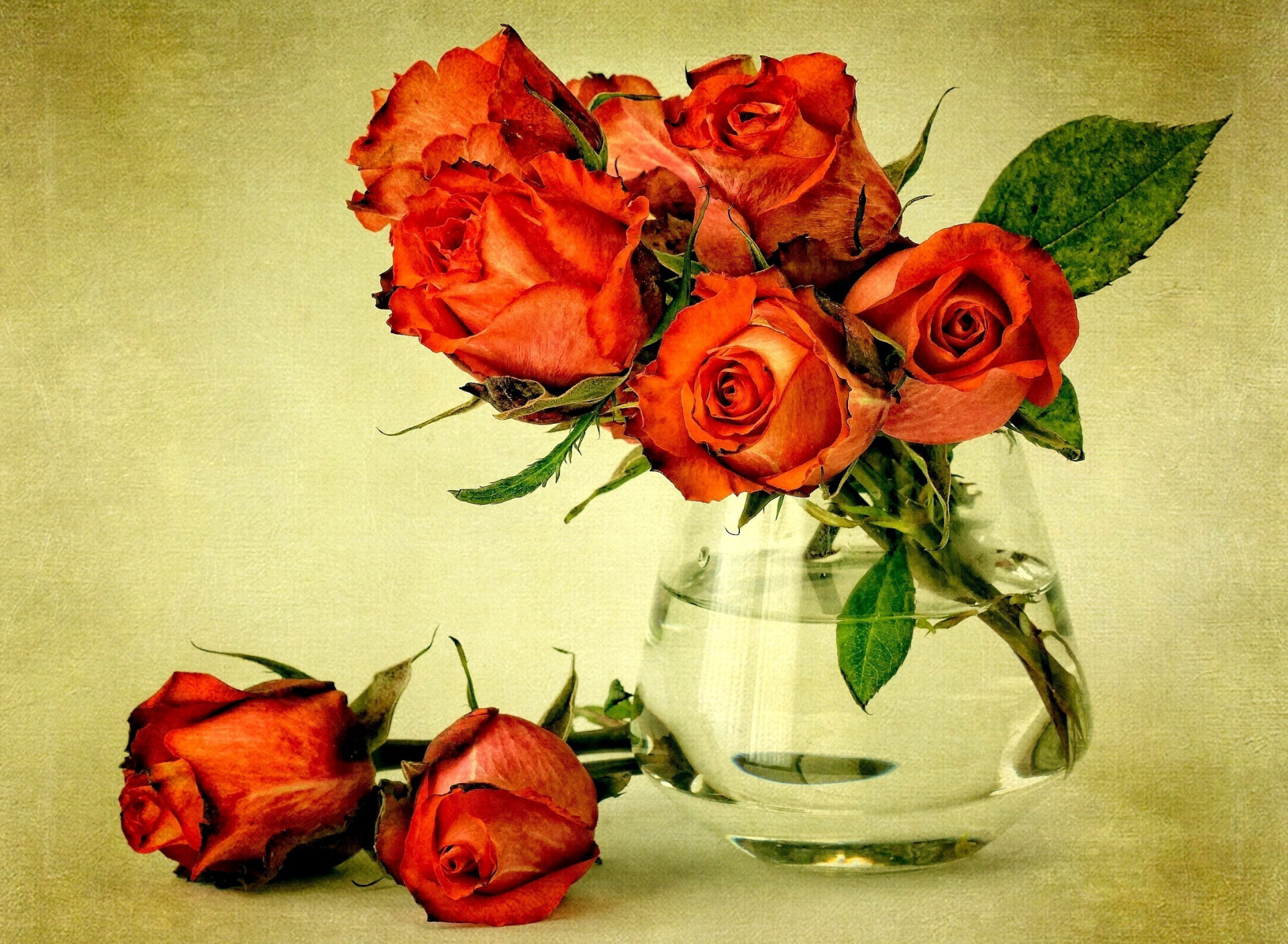 Téléchargez gratuitement l'image Rose, Vase, Photographie, Nature Morte sur le bureau de votre PC