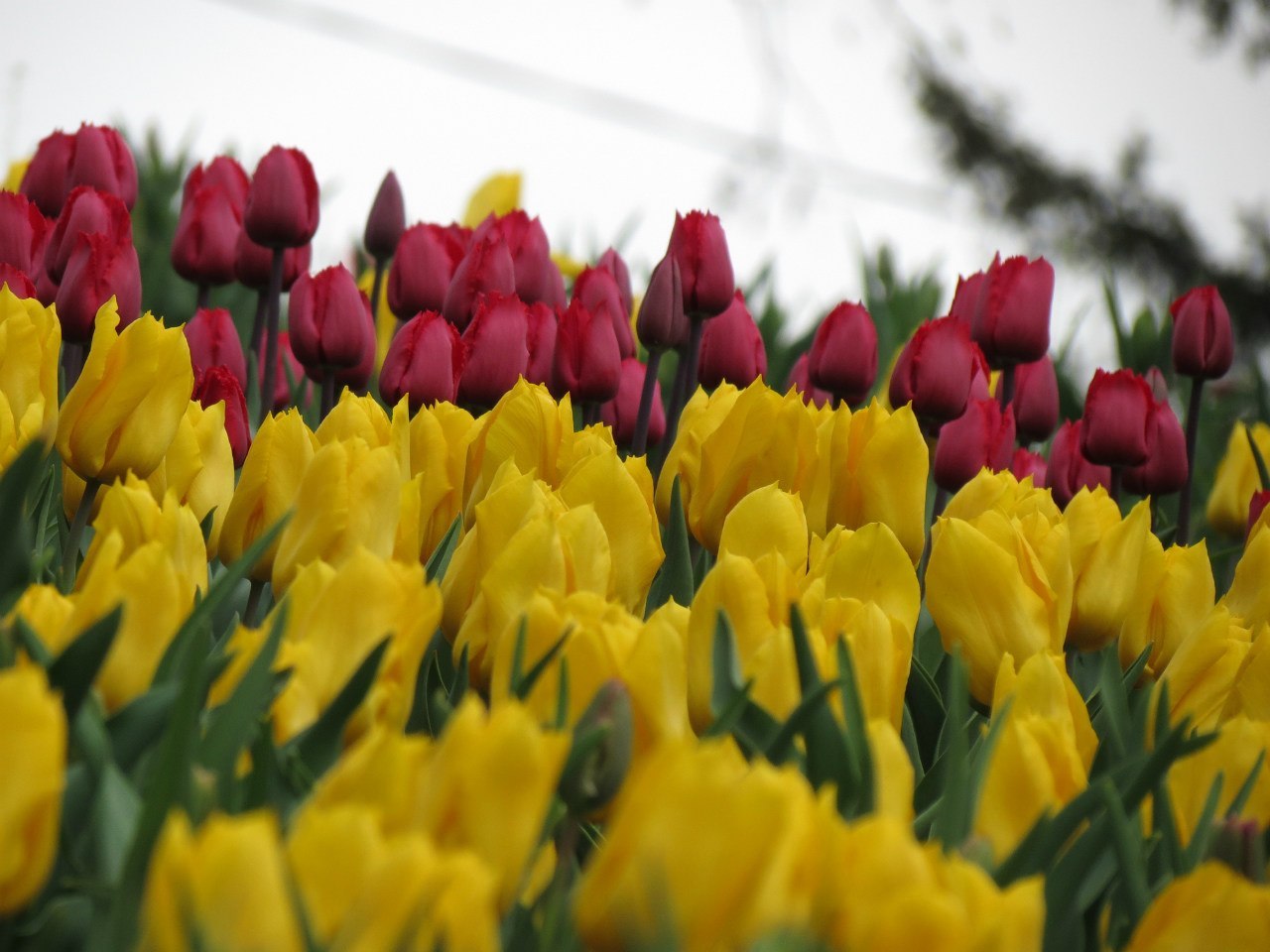 48194 baixar papel de parede plantas, flores, tulipas, amarelo - protetores de tela e imagens gratuitamente