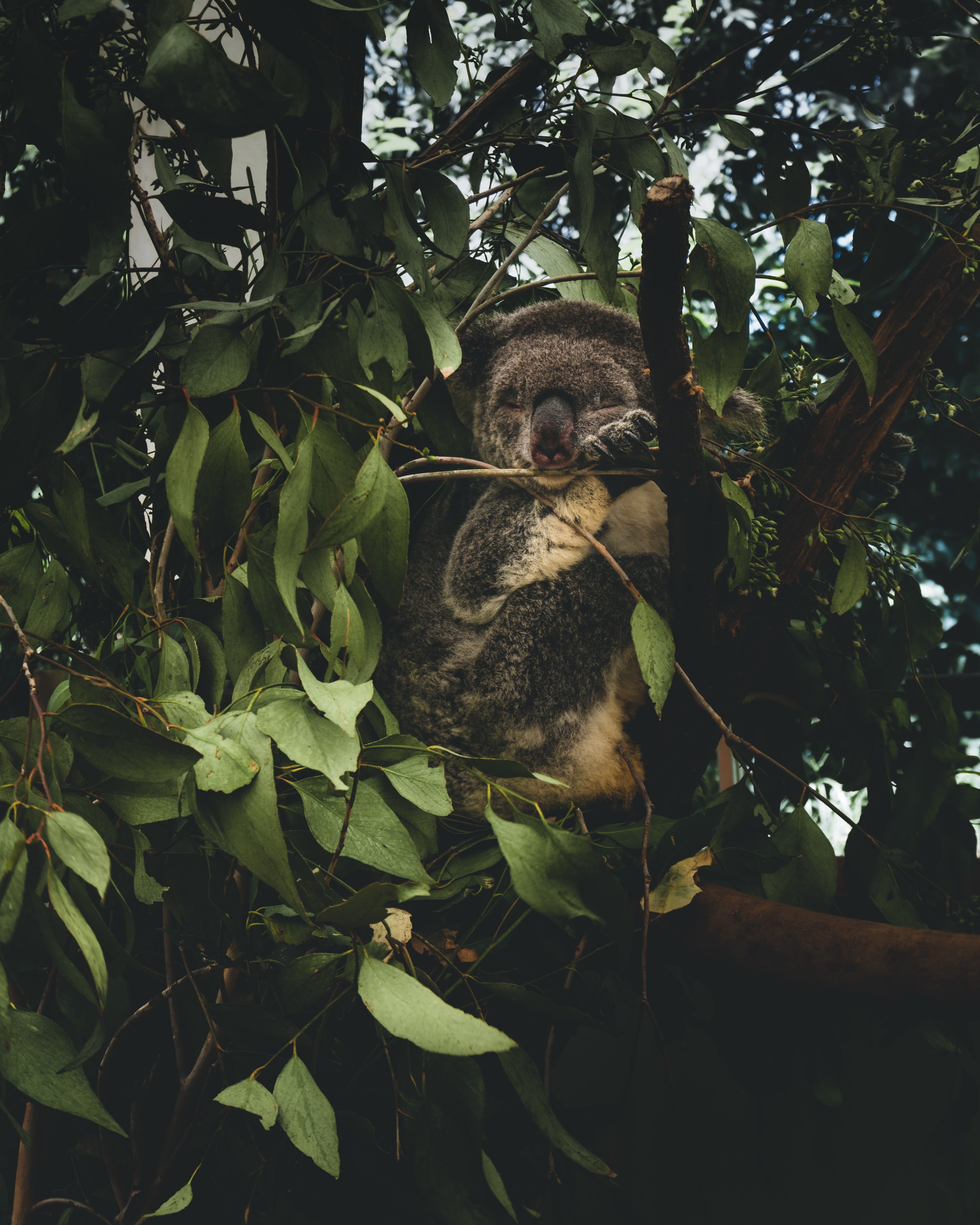 Free download wallpaper Leaves, Branches, Koala, Animals, Wildlife on your PC desktop