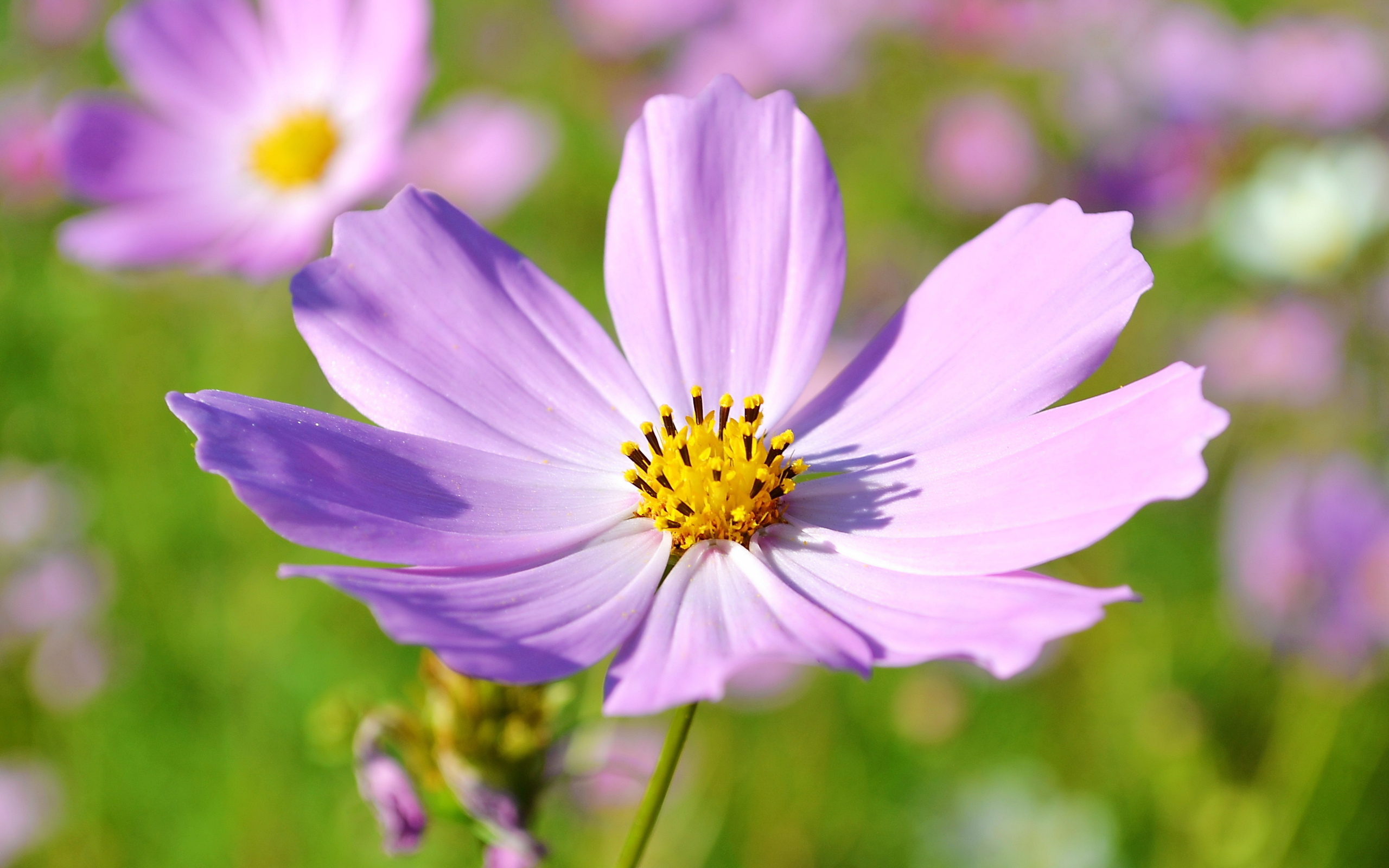 Descarga gratis la imagen Flores, Flor, Tierra/naturaleza en el escritorio de tu PC