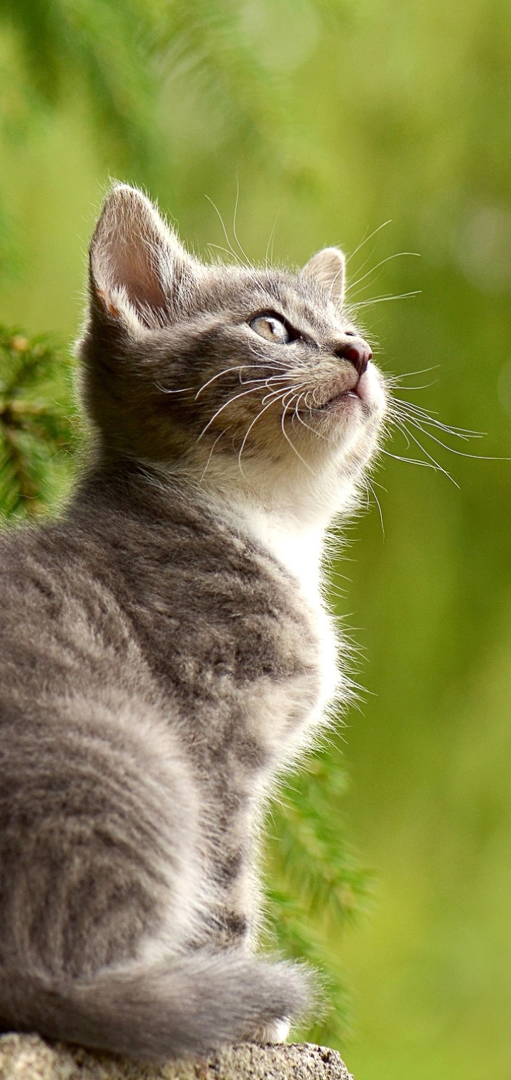 Descarga gratuita de fondo de pantalla para móvil de Animales, Gatos, Gato, Gatito, Bebe Animal.