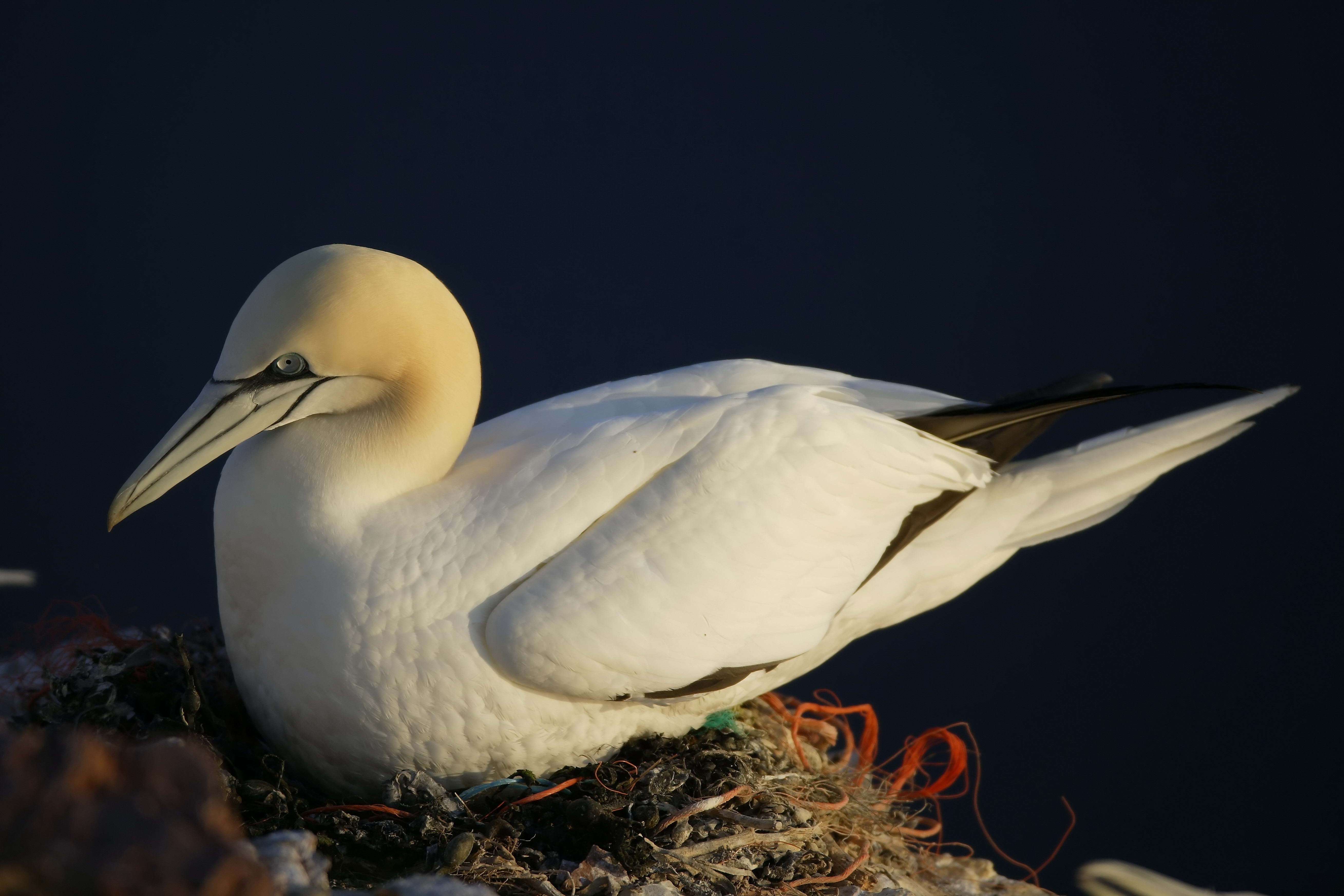 Free download wallpaper Animals, Gull, Nest, Bird, Seagull on your PC desktop