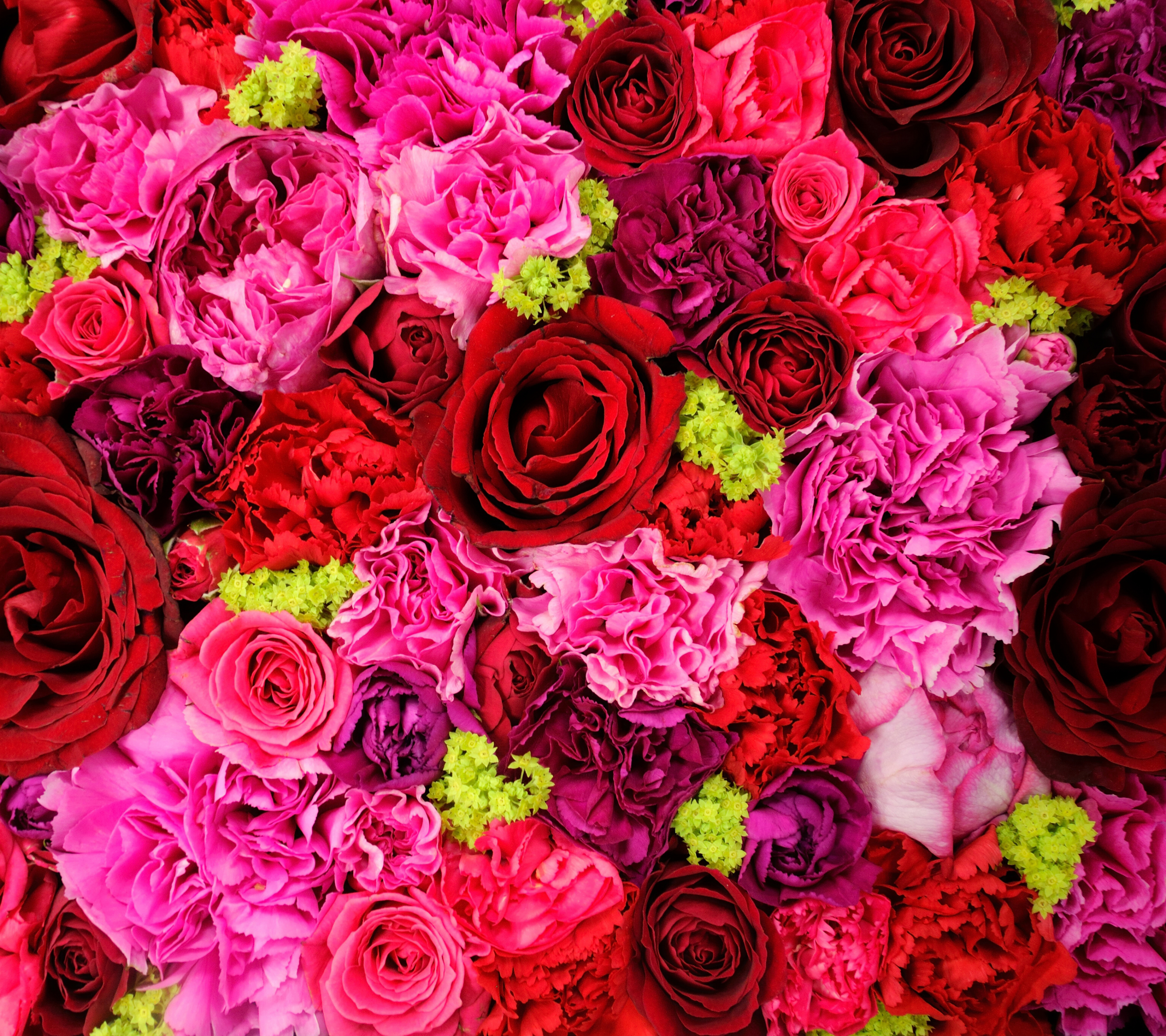 Скачать обои бесплатно Цветок, Роза, Гвоздика, Красный Цветок, Земля/природа, Розовый Цветок, Флауэрсы картинка на рабочий стол ПК