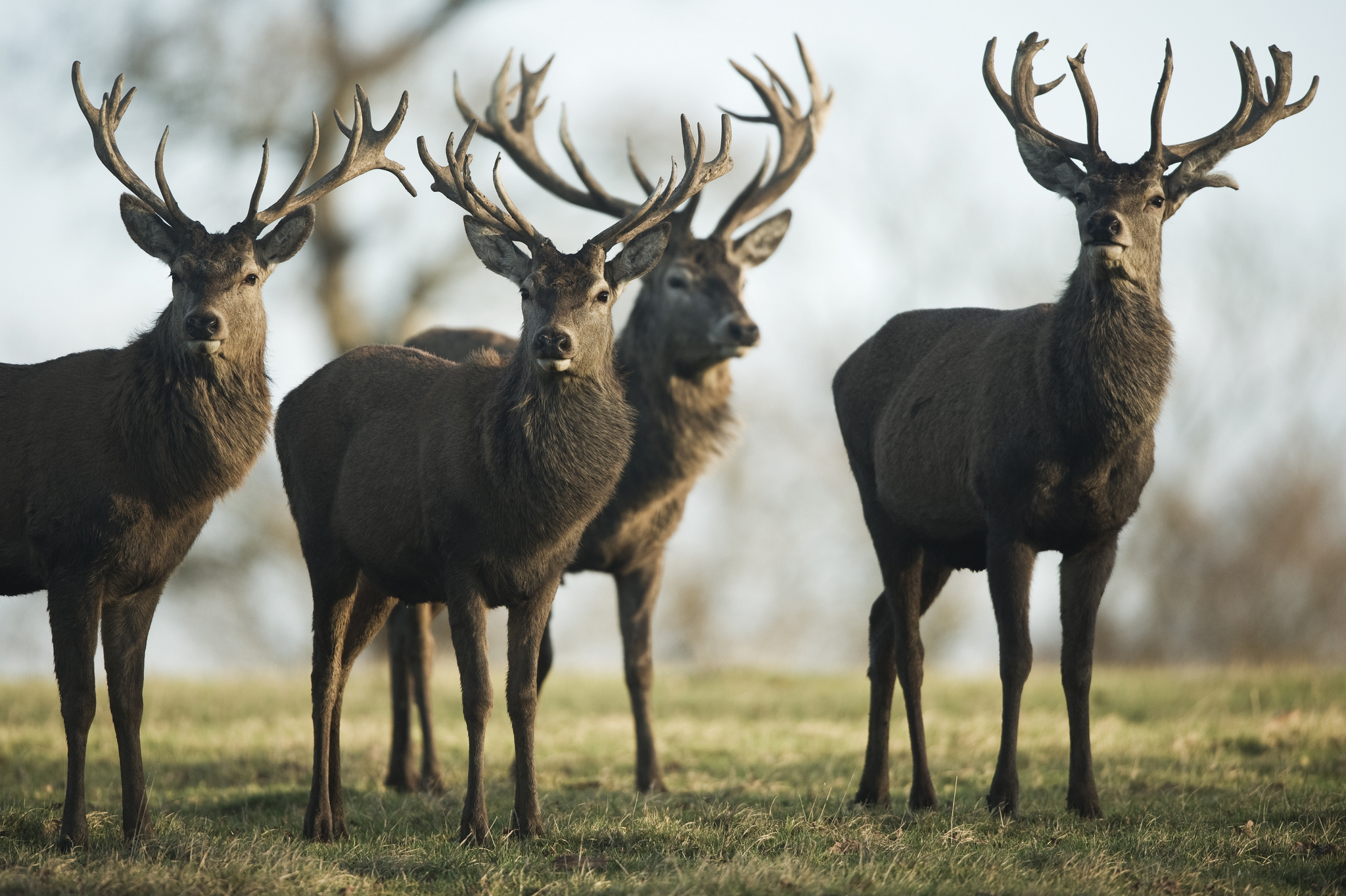 Laden Sie das Tiere, Hirsch-Bild kostenlos auf Ihren PC-Desktop herunter