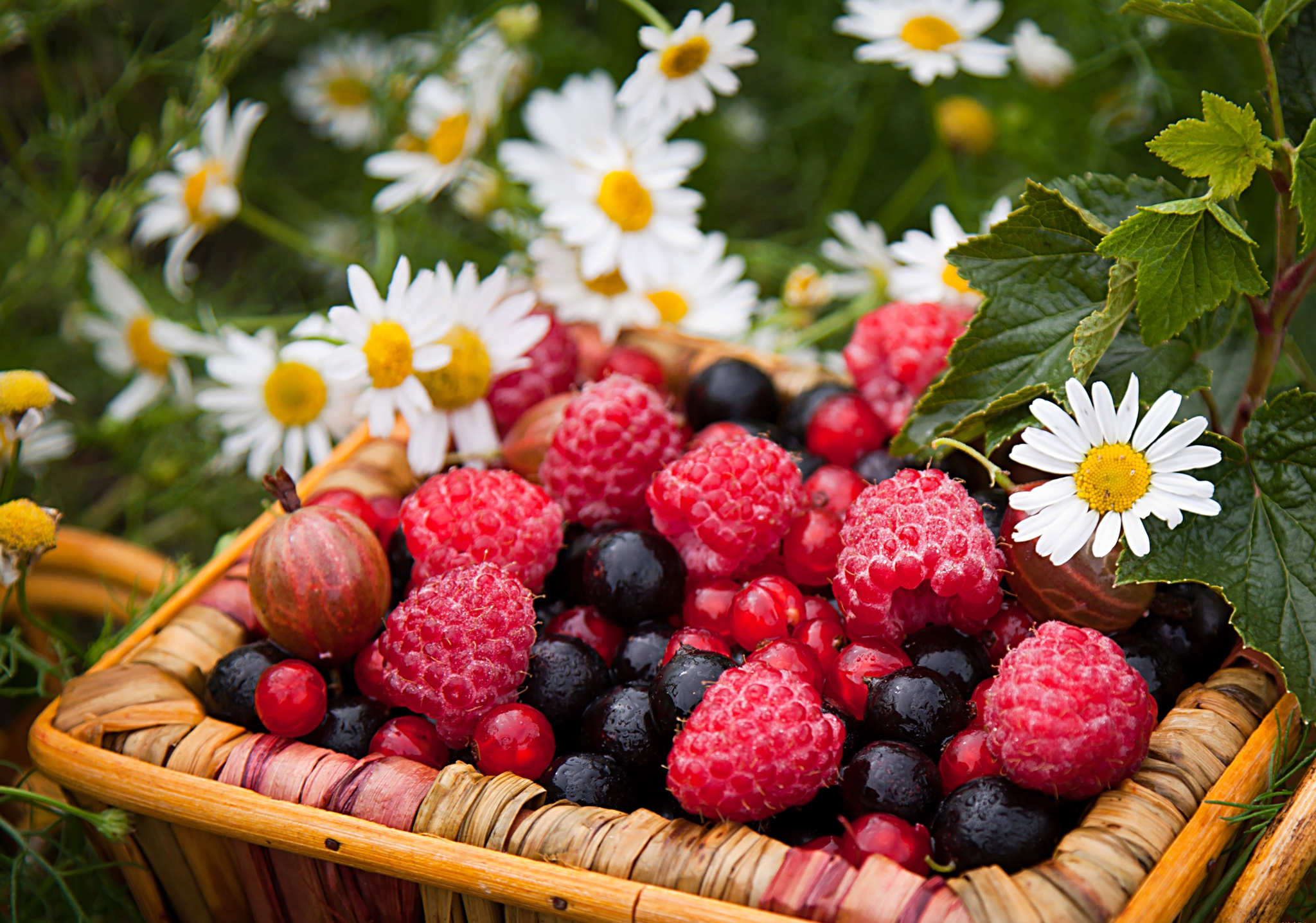 food, camomile, raspberry, berries, currant, gooseberry, basket