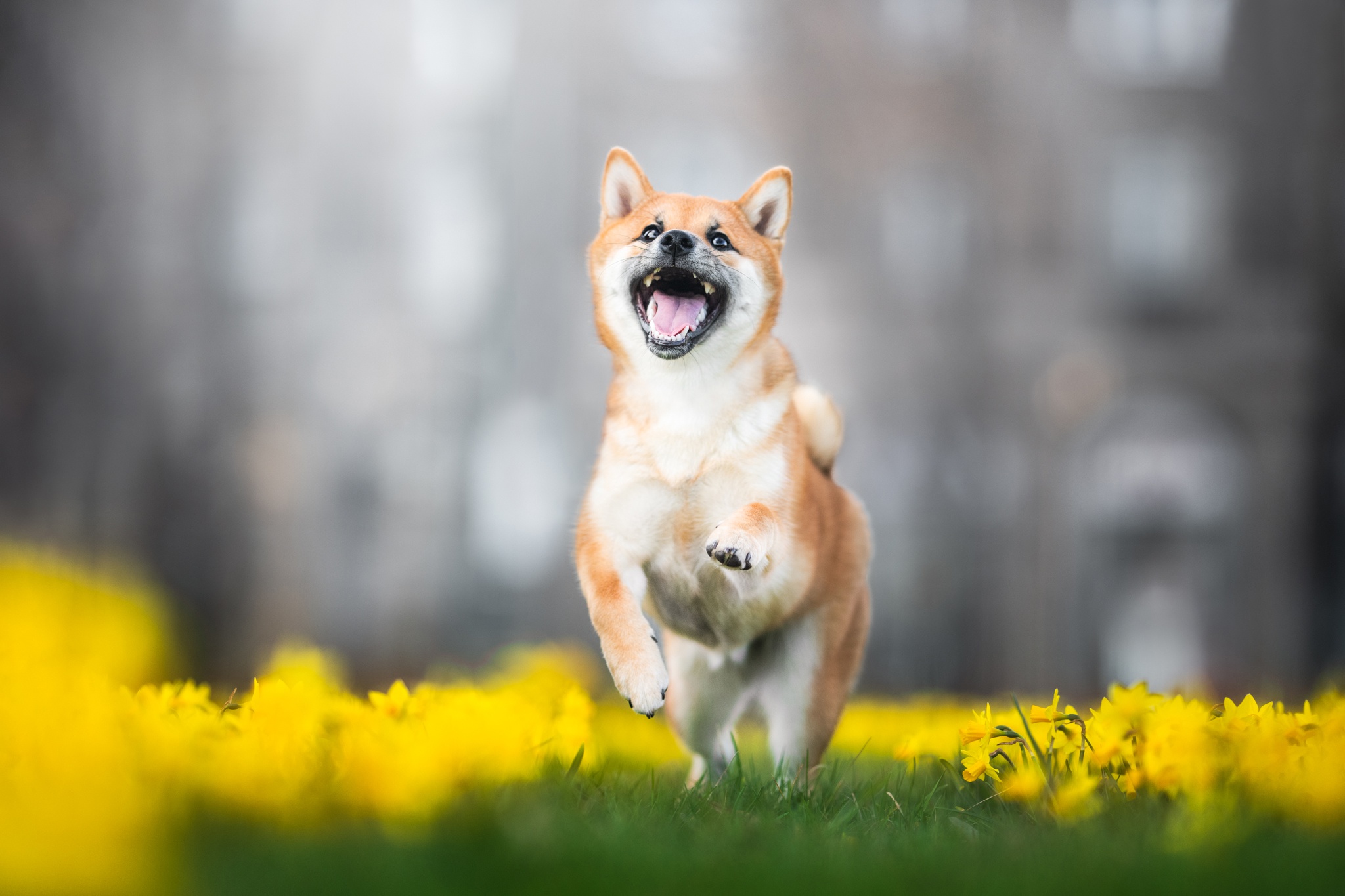 Download mobile wallpaper Dogs, Flower, Dog, Animal, Shiba Inu, Daffodil for free.