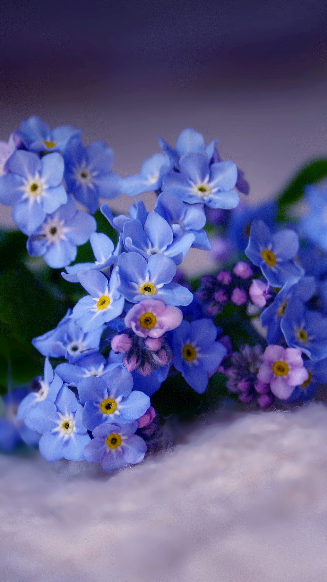 Download mobile wallpaper Flowers, Flower, Close Up, Earth, Forget Me Not, Myosotis for free.