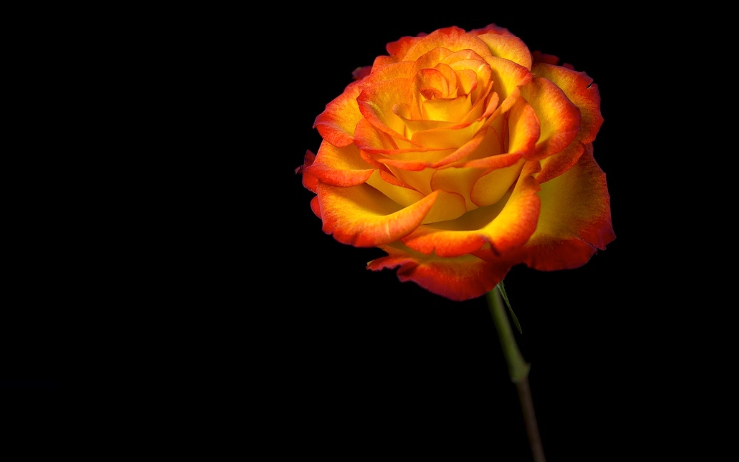 Descarga gratis la imagen Flores, Rosa, Flor, De Cerca, Flor Amarilla, Tierra/naturaleza en el escritorio de tu PC