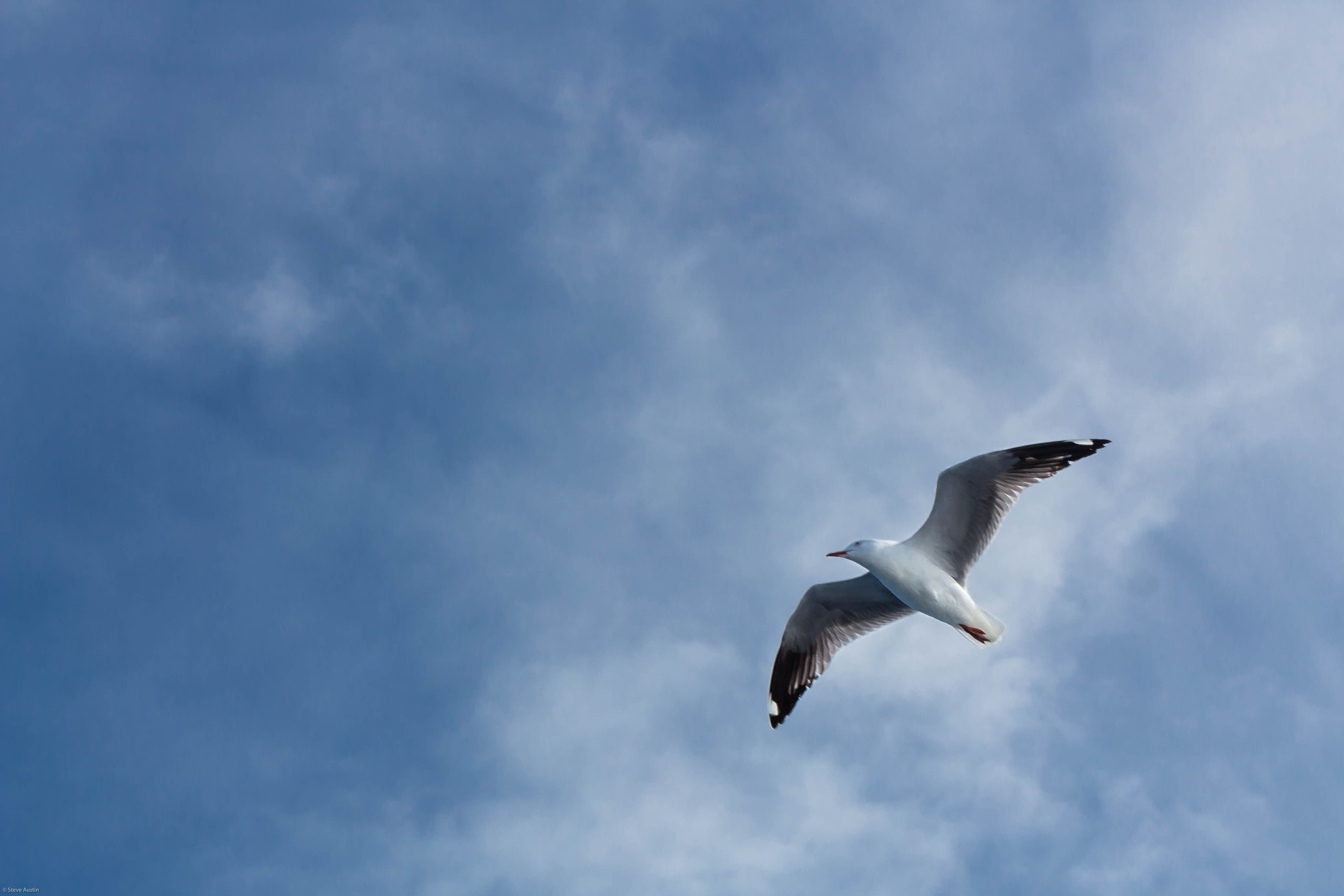 gull, animals, sky, flight, seagull, wings HD wallpaper