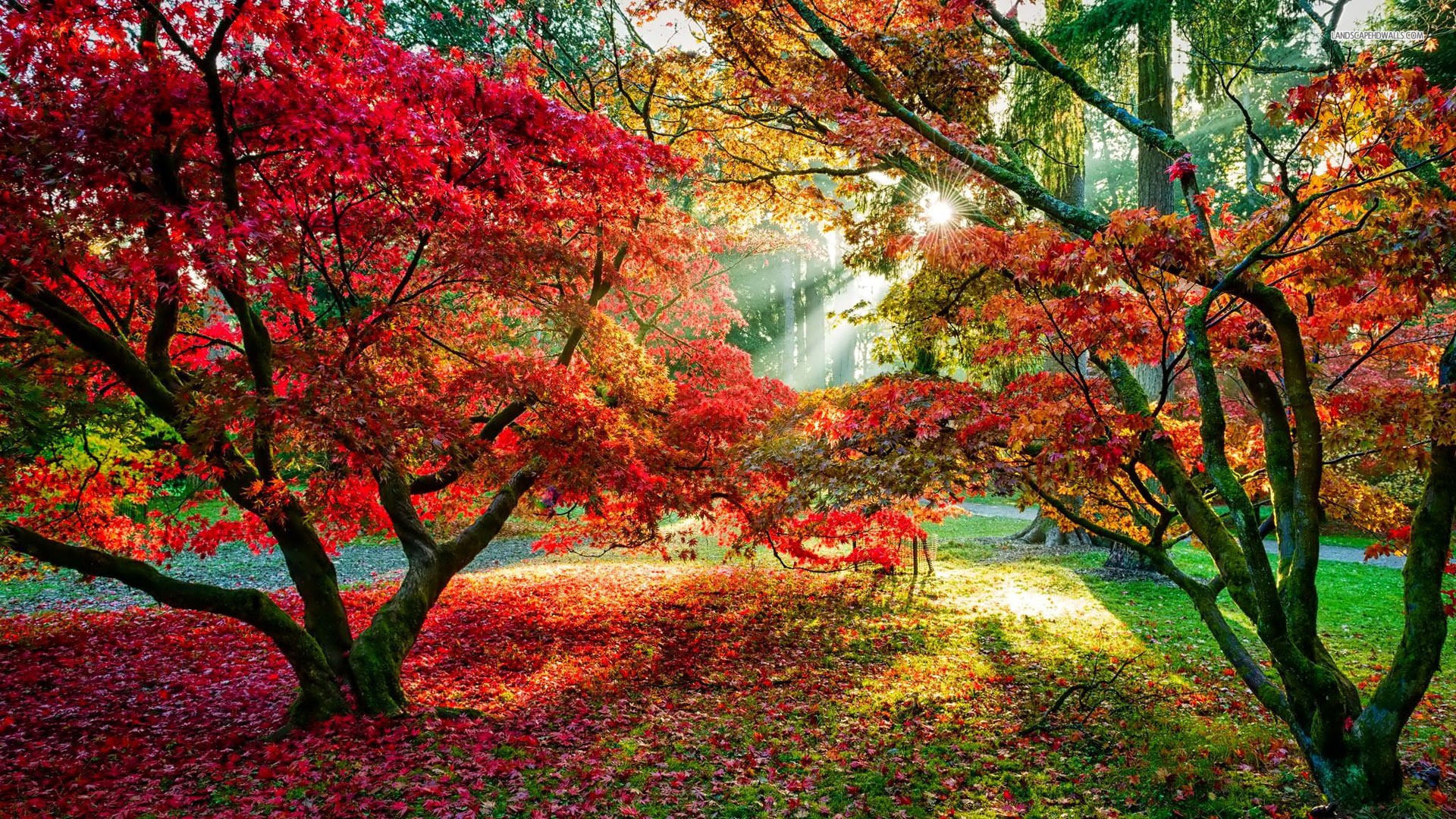 無料モバイル壁紙木, 秋, 葉, 森, 地球, 日光, サンビームをダウンロードします。