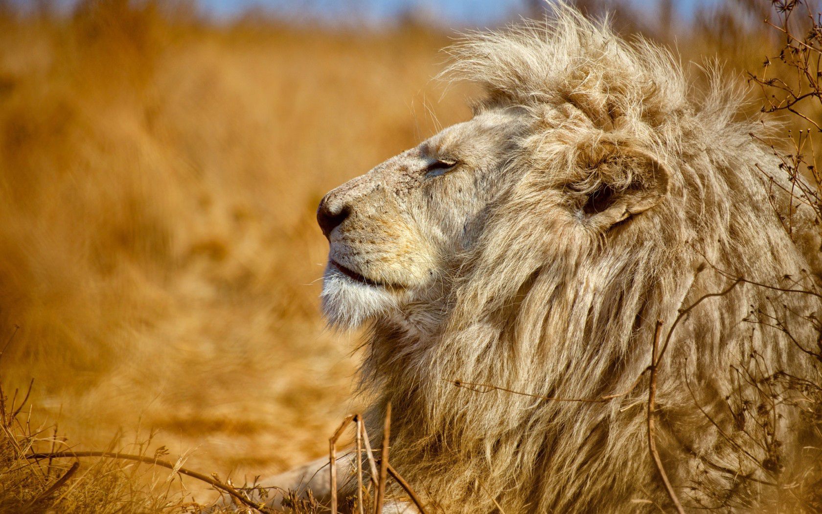 95768 télécharger le fond d'écran lion, prédateur, animaux, un lion, profil, roi des bêtes - économiseurs d'écran et images gratuitement