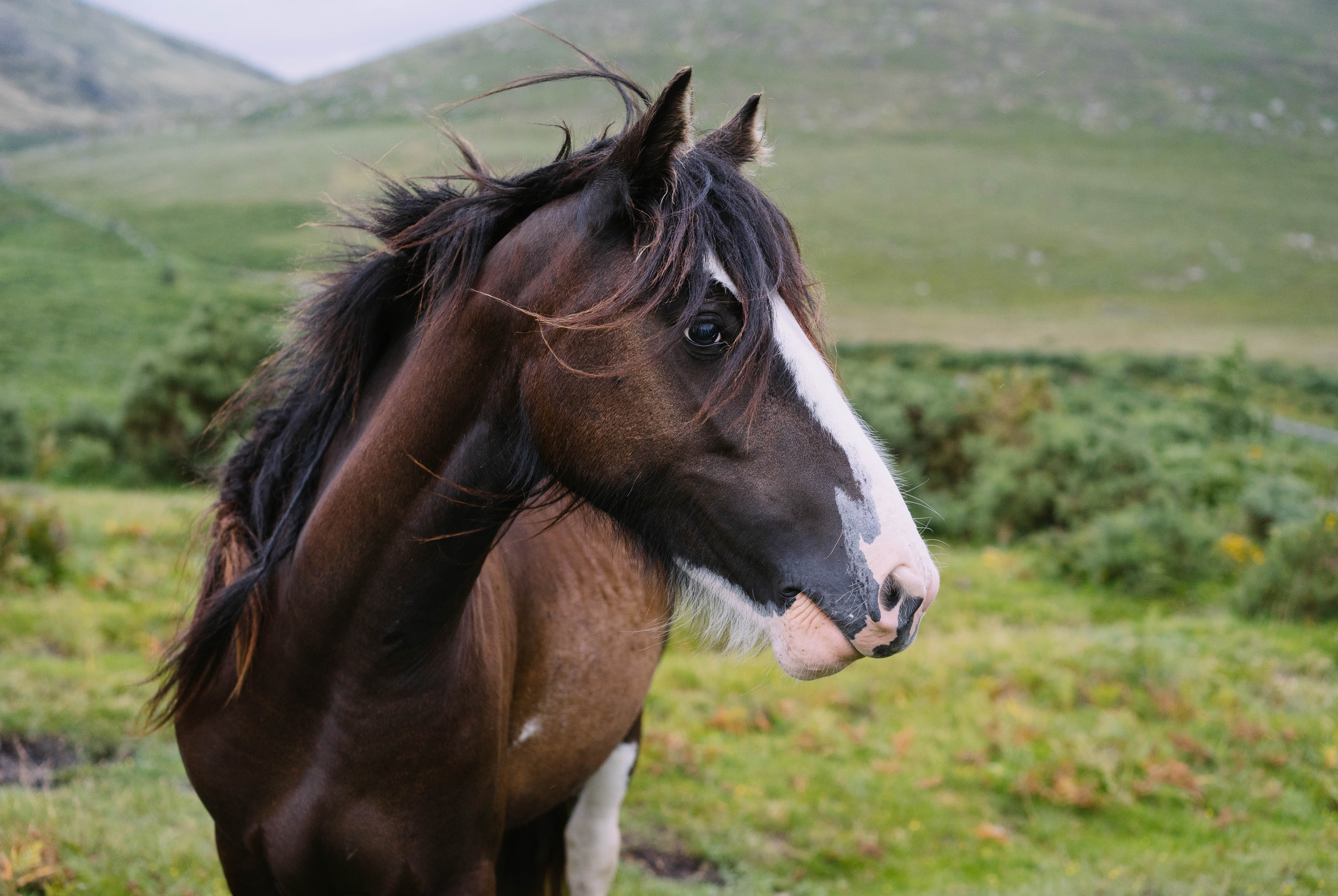 Baixe gratuitamente a imagem Animais, Cavalo na área de trabalho do seu PC