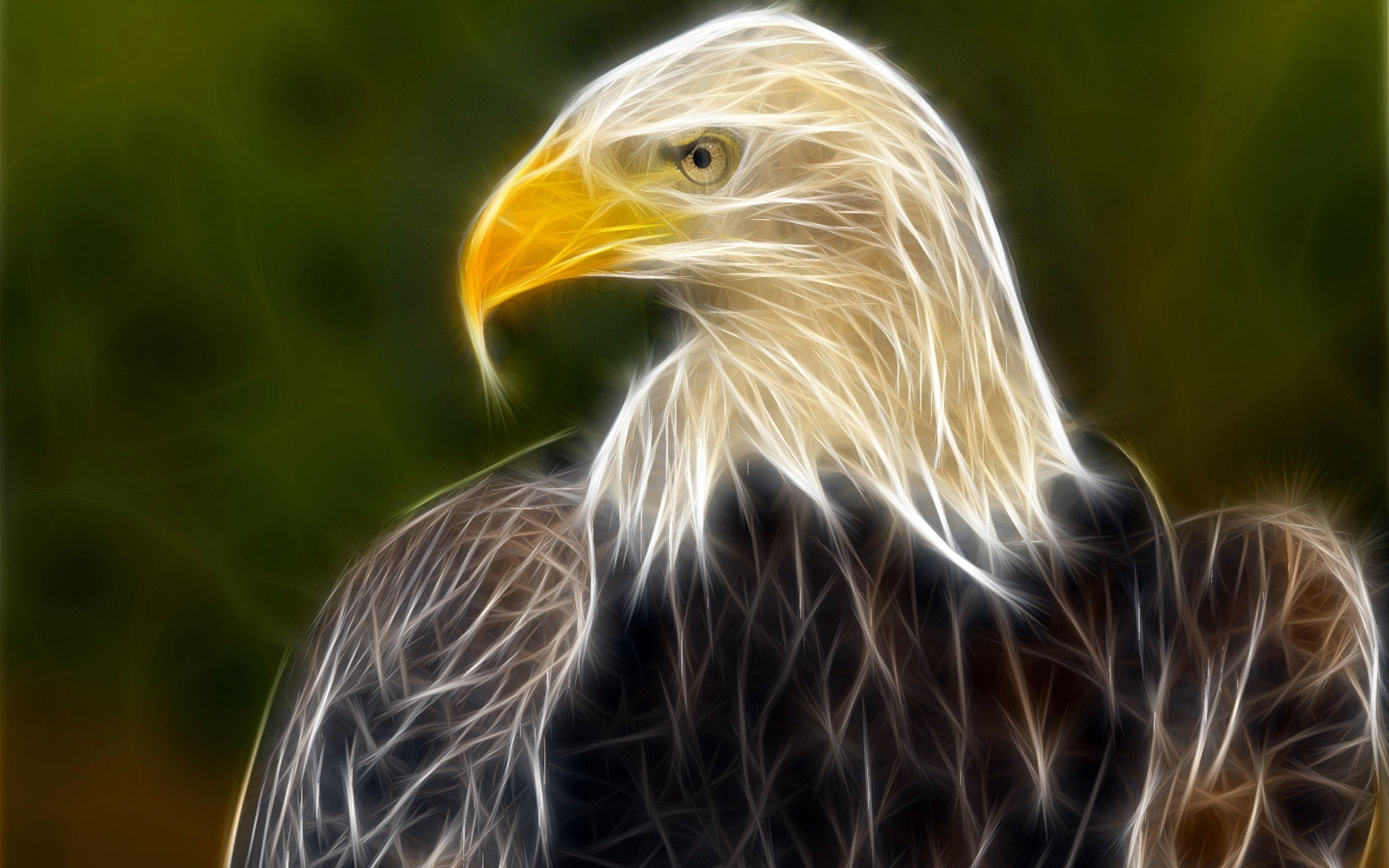 animals, pictures, eagles