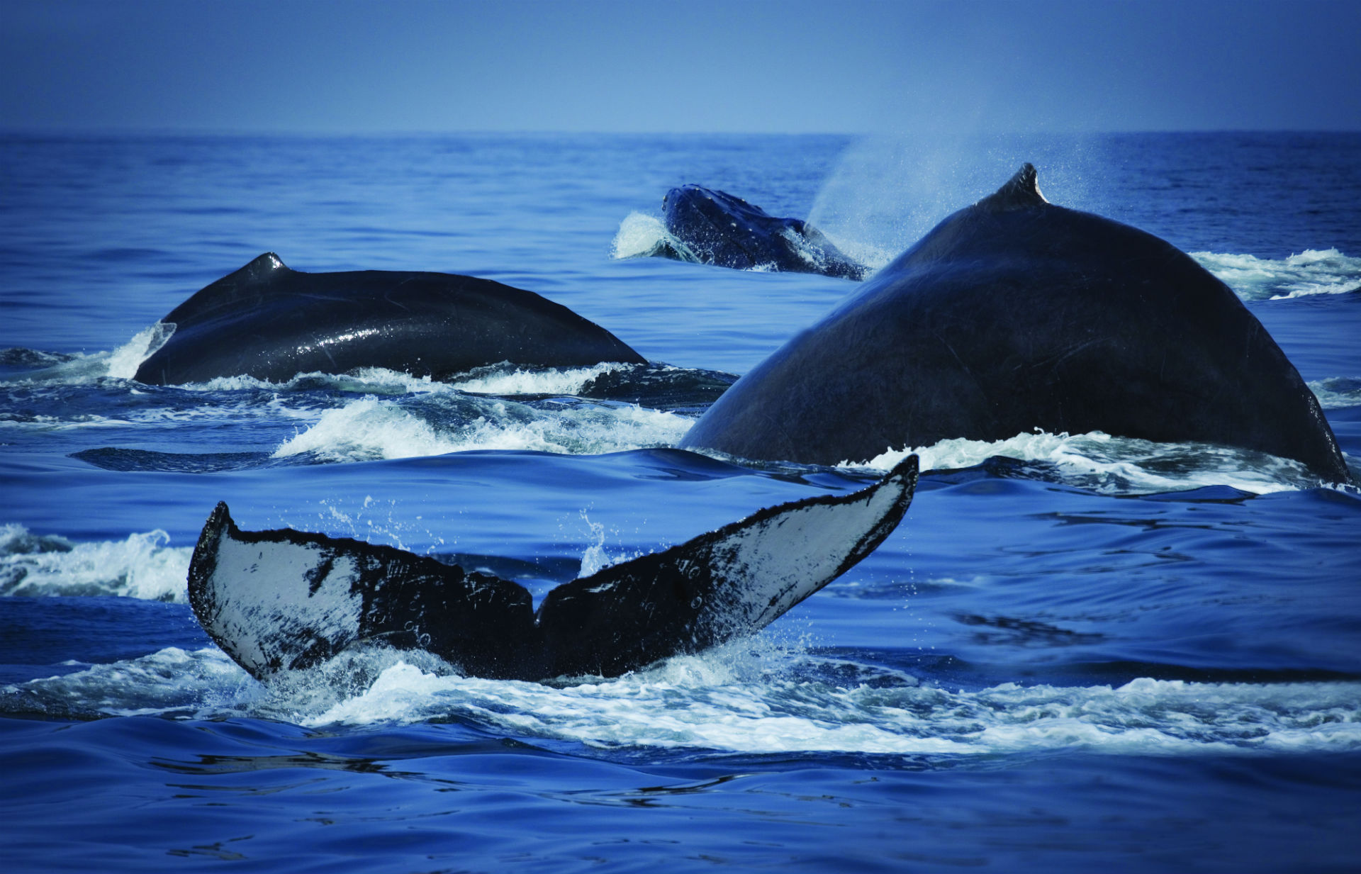 838483 Bild herunterladen tiere, orca, ozean, meer, wal - Hintergrundbilder und Bildschirmschoner kostenlos