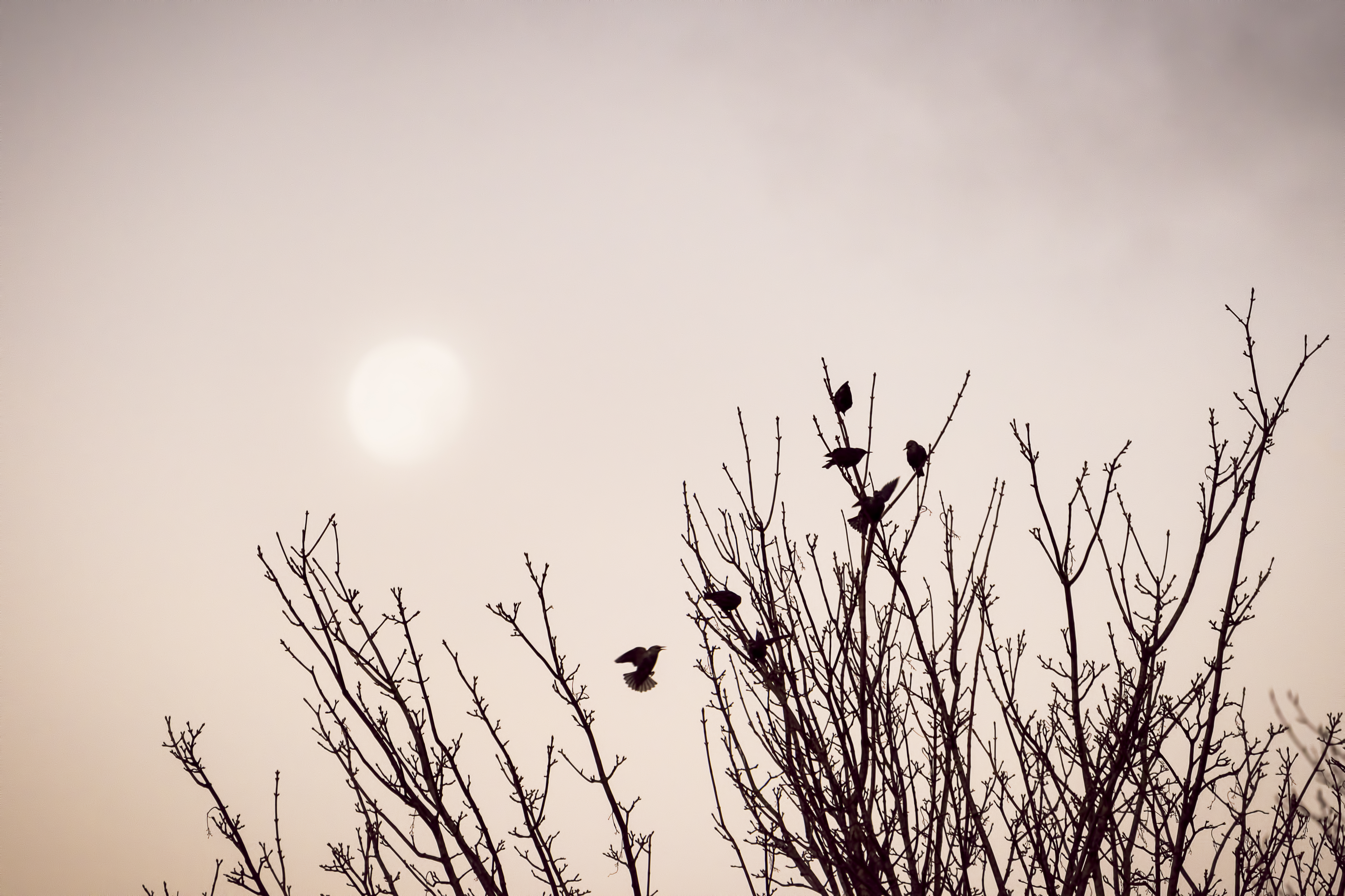 Download mobile wallpaper Branches, Birds, Minimalism for free.