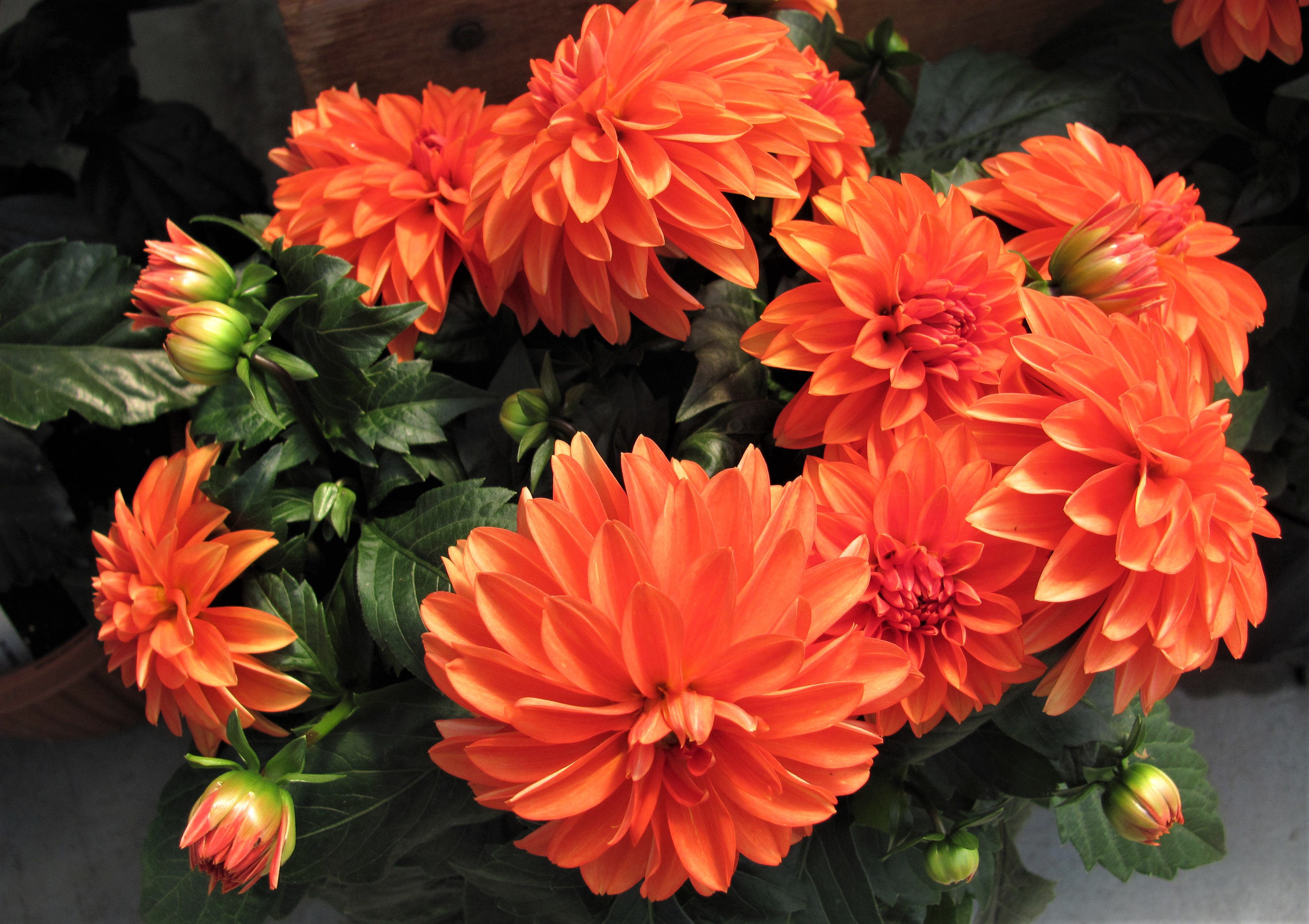 Laden Sie das Blumen, Blume, Dahlien, Erde/natur, Orangene Blume-Bild kostenlos auf Ihren PC-Desktop herunter